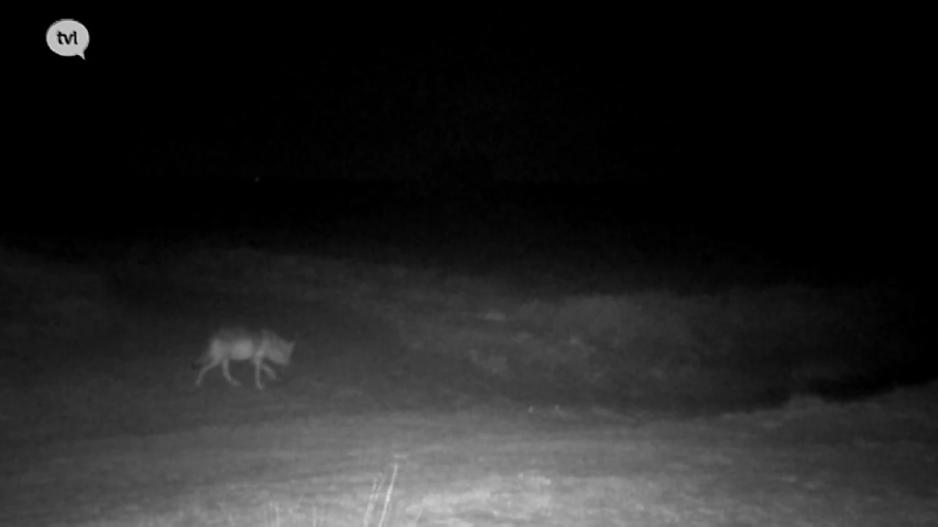 Limburgse wolvenpups worden eerstdaags geboren