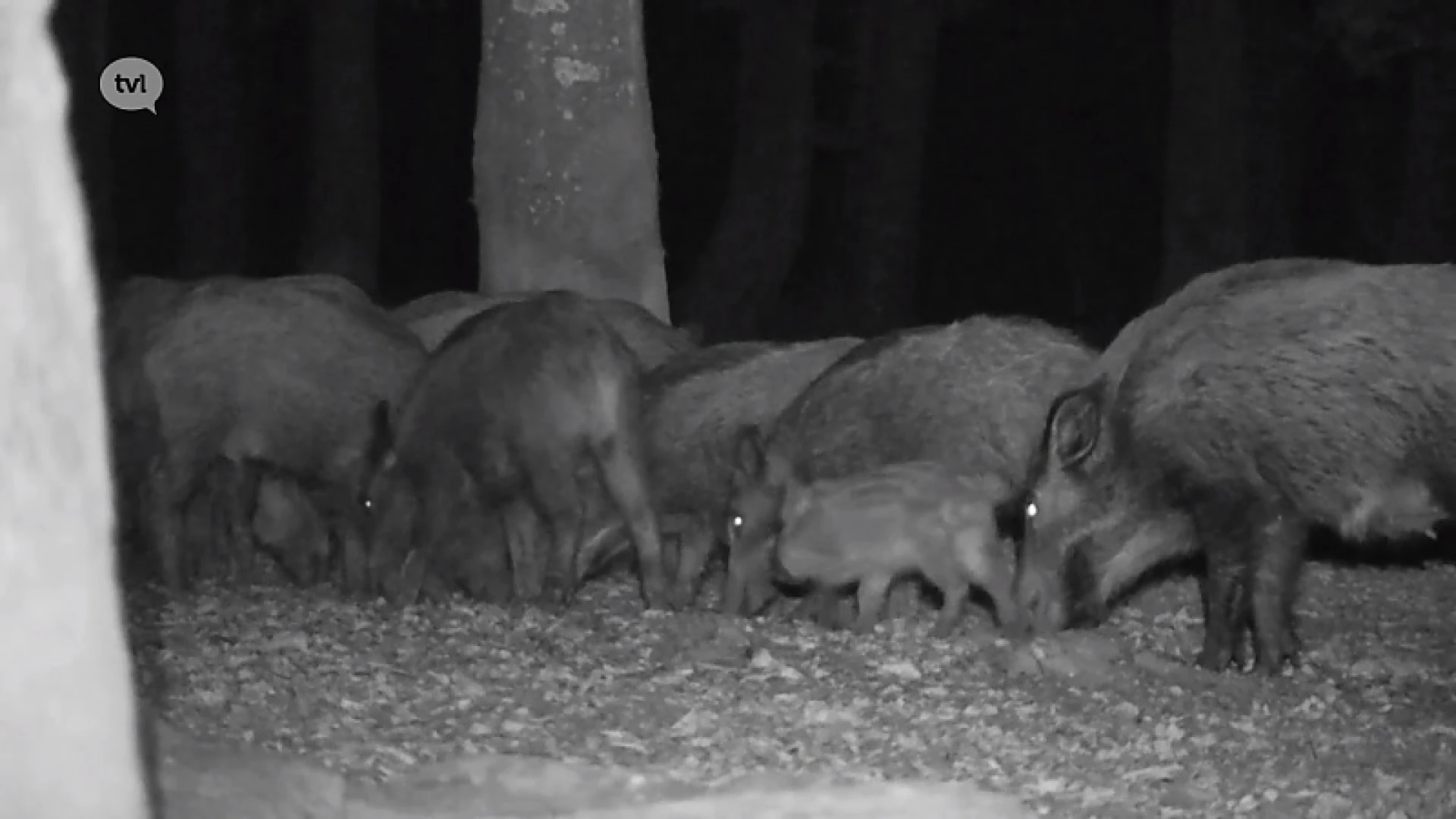 Reeks: Nieuw Leven In Limburg: jonge everzwijnen