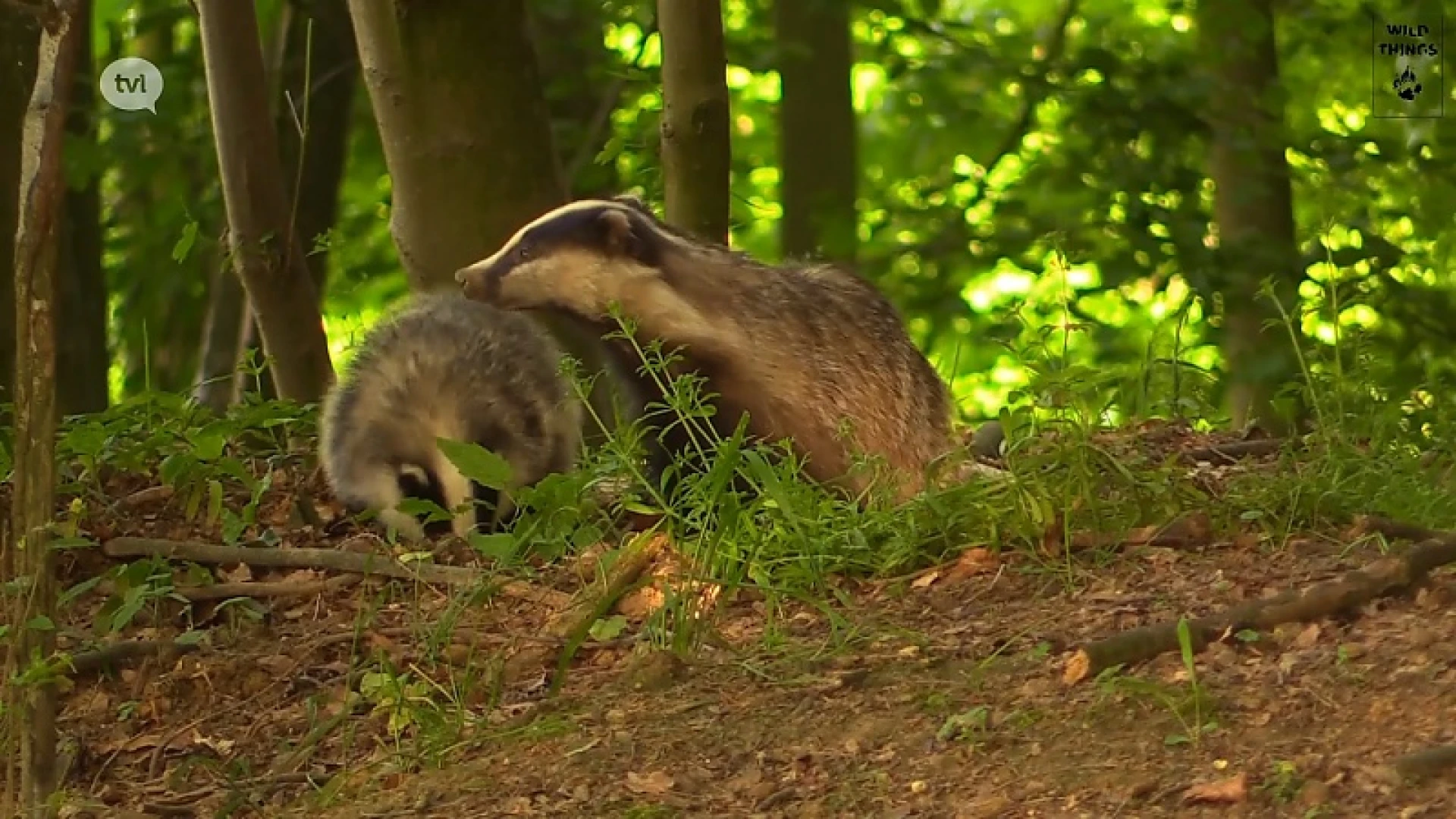 Reeks: Nieuw Leven In Limburg: jonge dassen