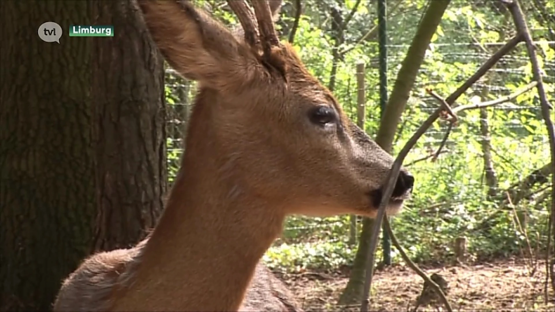 Pas op voor overstekend wild want het paarseizoen van reeën is begonnen