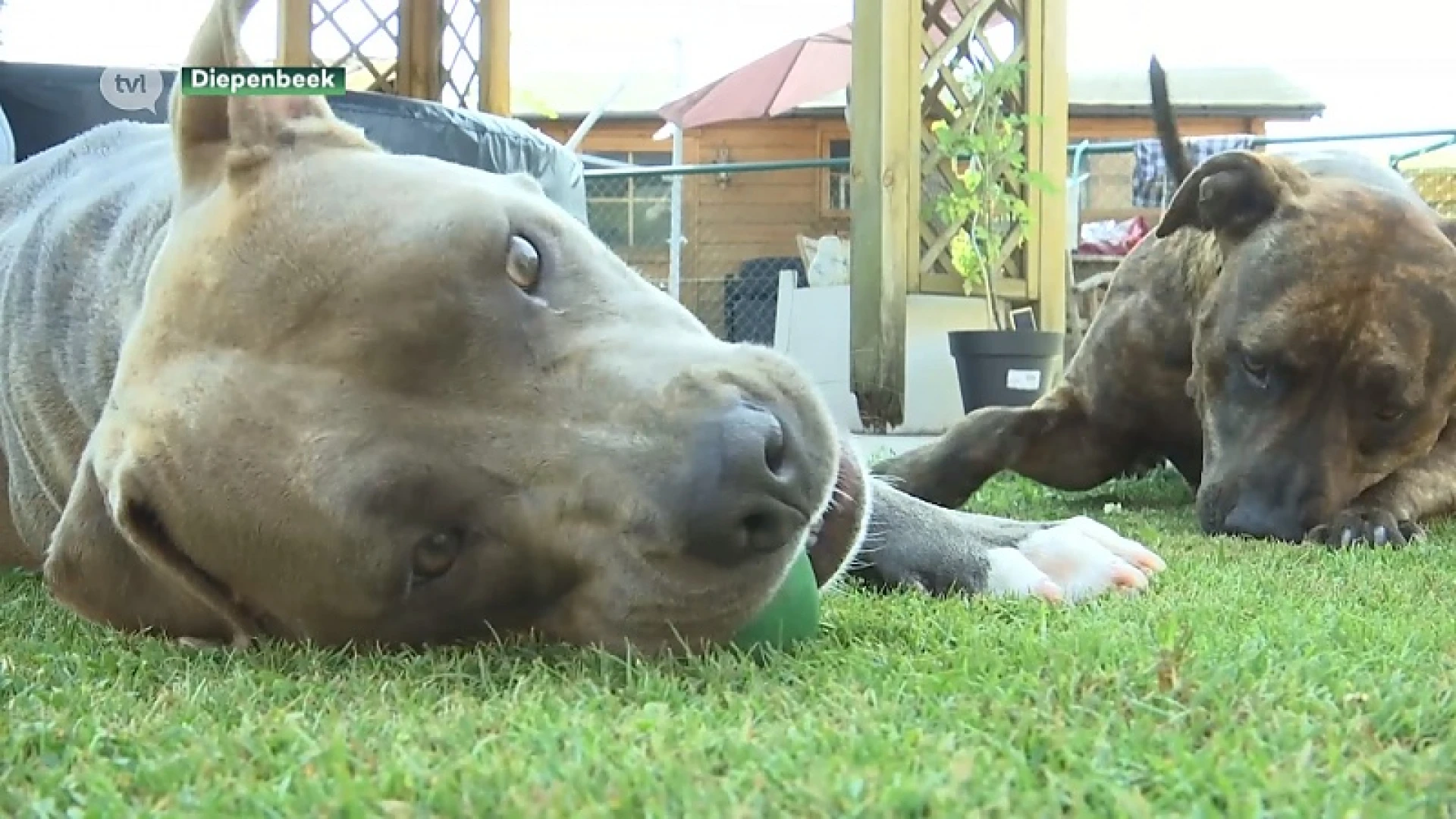 Grasaren zijn gesel voor honden
