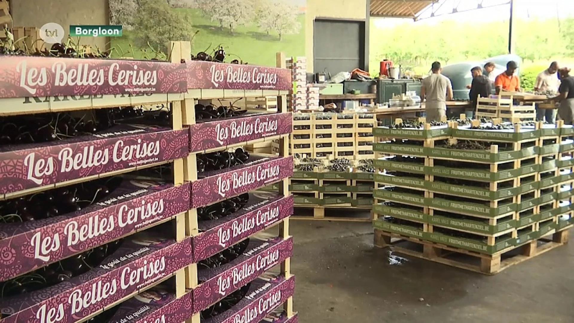 Fruitboeren verzilveren superoogst kersen door export naar het zuiden