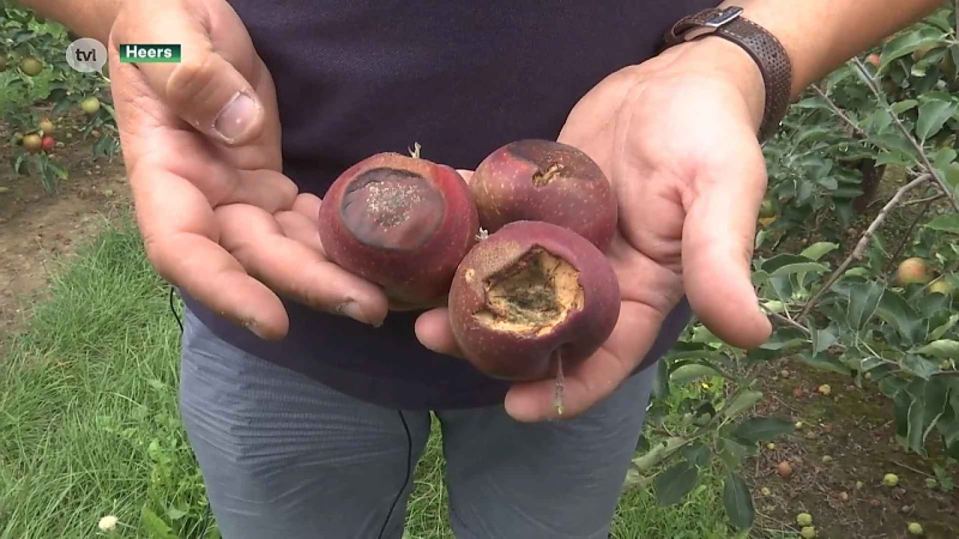Fruittelers moeten schadedossiers hitte snel indienen want deadline nadert