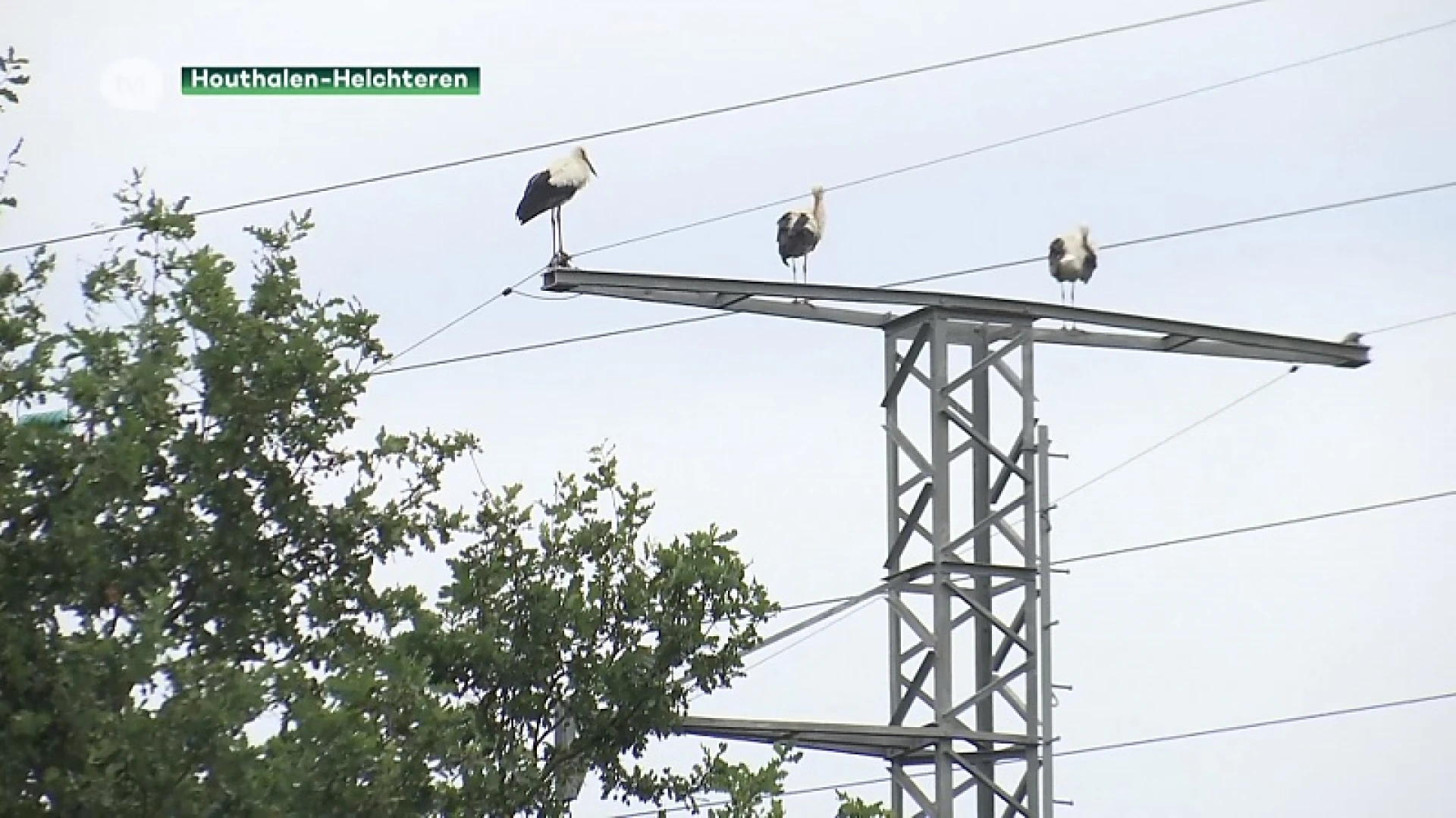 Acht ooievaars strijken neer in Houthalen