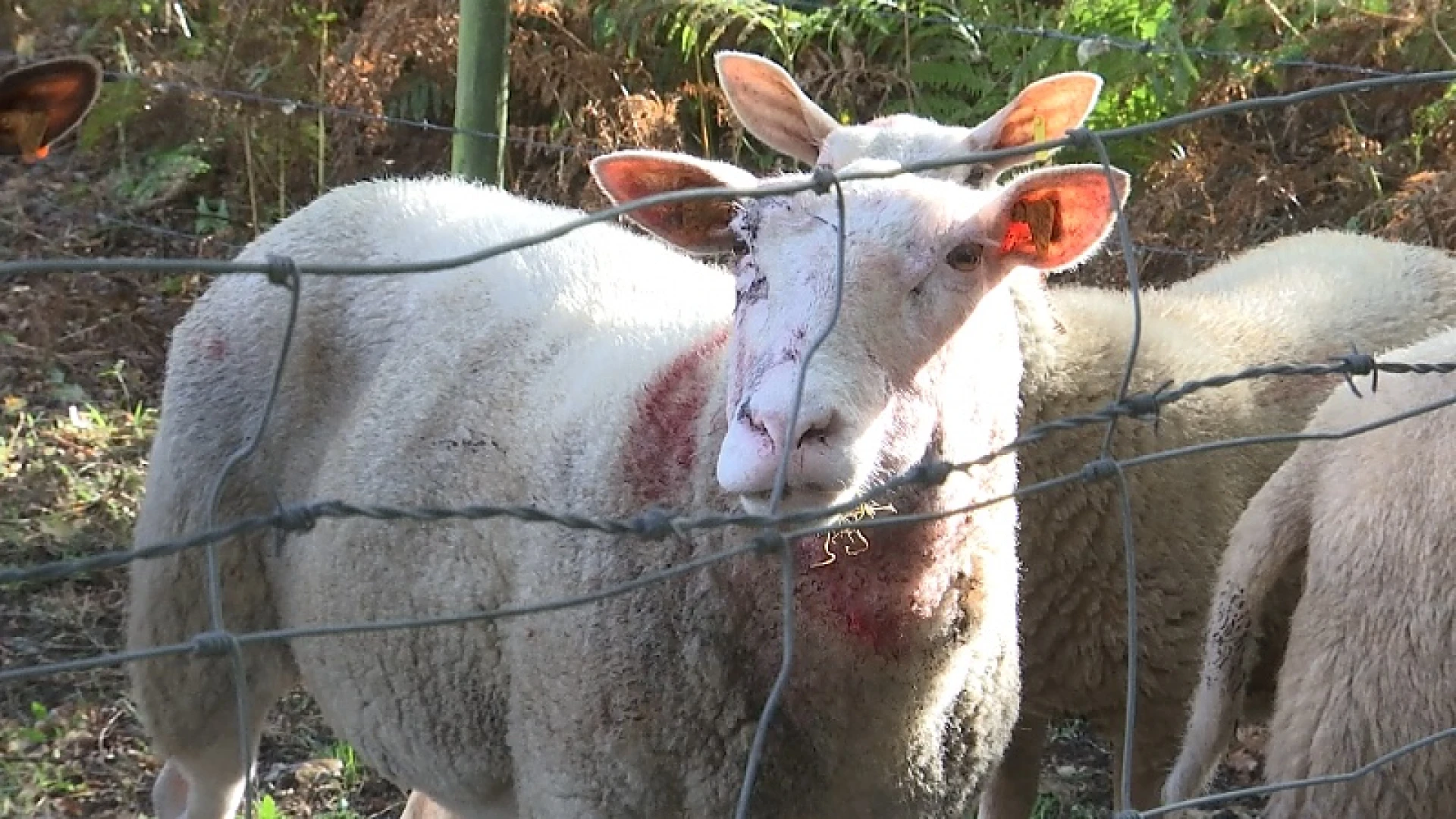 Schapen doodgebeten in Zonhoven