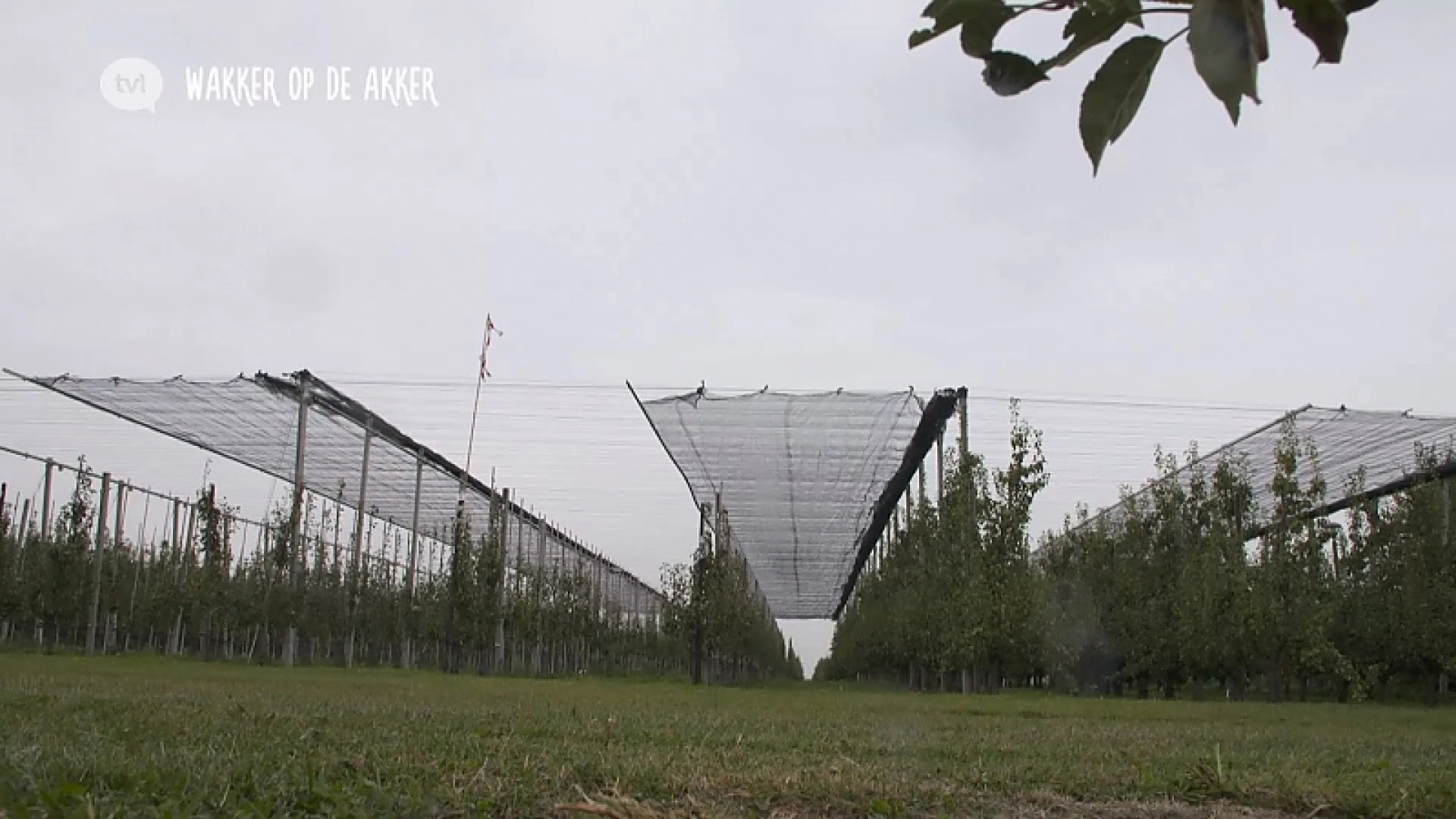 Hete zomers zullen impact hebben op de fruitsector