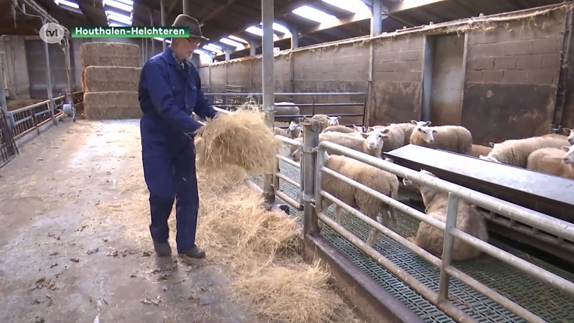 Schapenboer wil dat maatregelen tegen wolf 100% worden terugbetaald