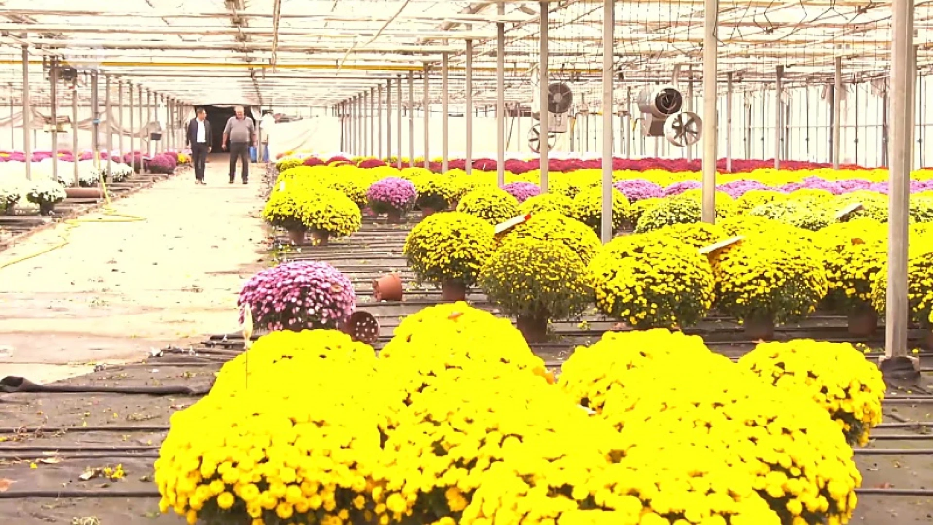 Chrysantenfeest