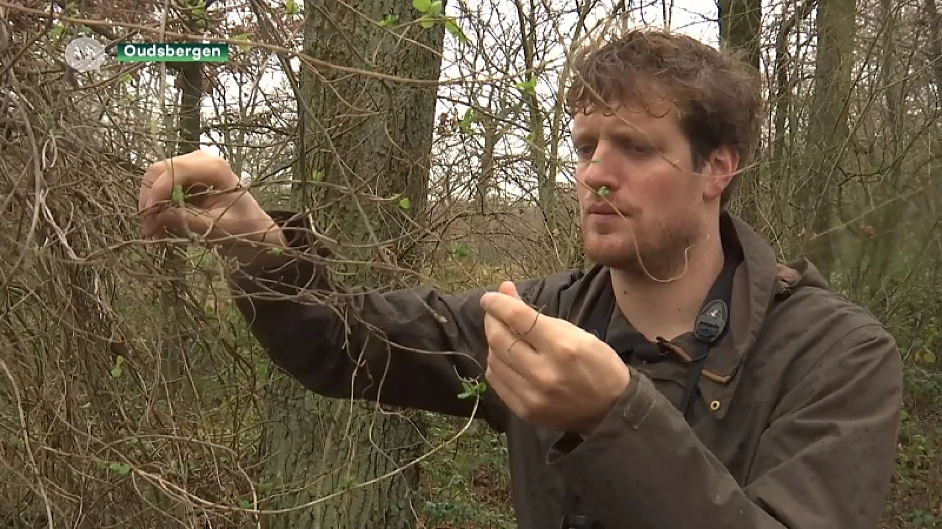 De natuur ontwaakt nu al door het warme weer