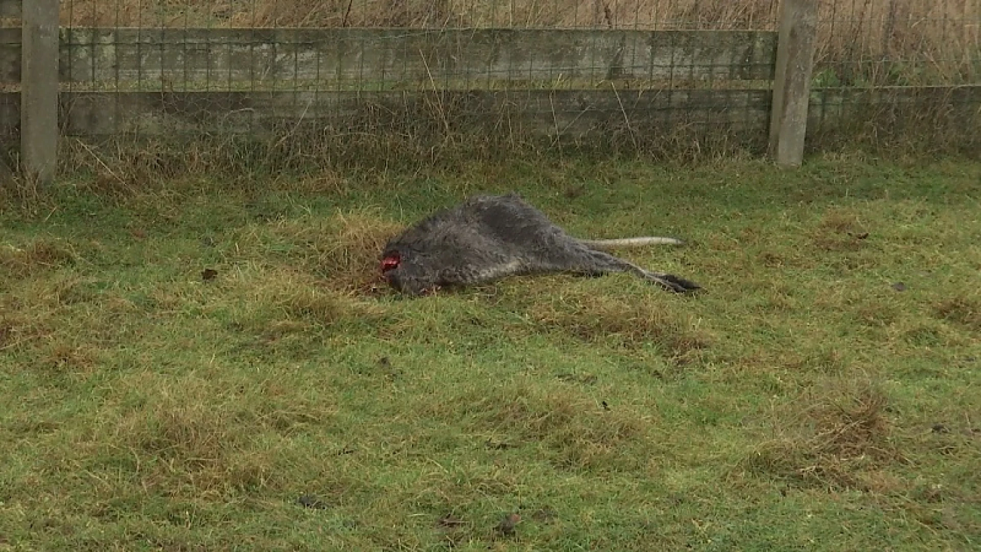 Twee kangoeroes doodgebeten in Paal, wolvenexperts negeren feiten