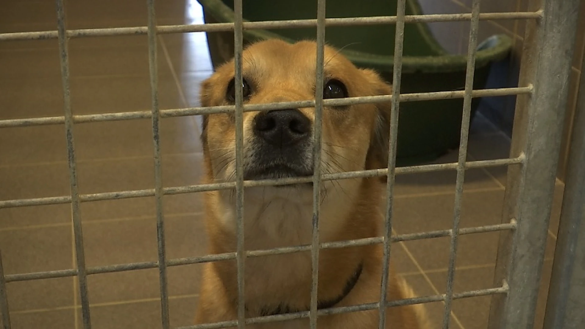 Voor het eerst Vlaams geld voor dierenasielen