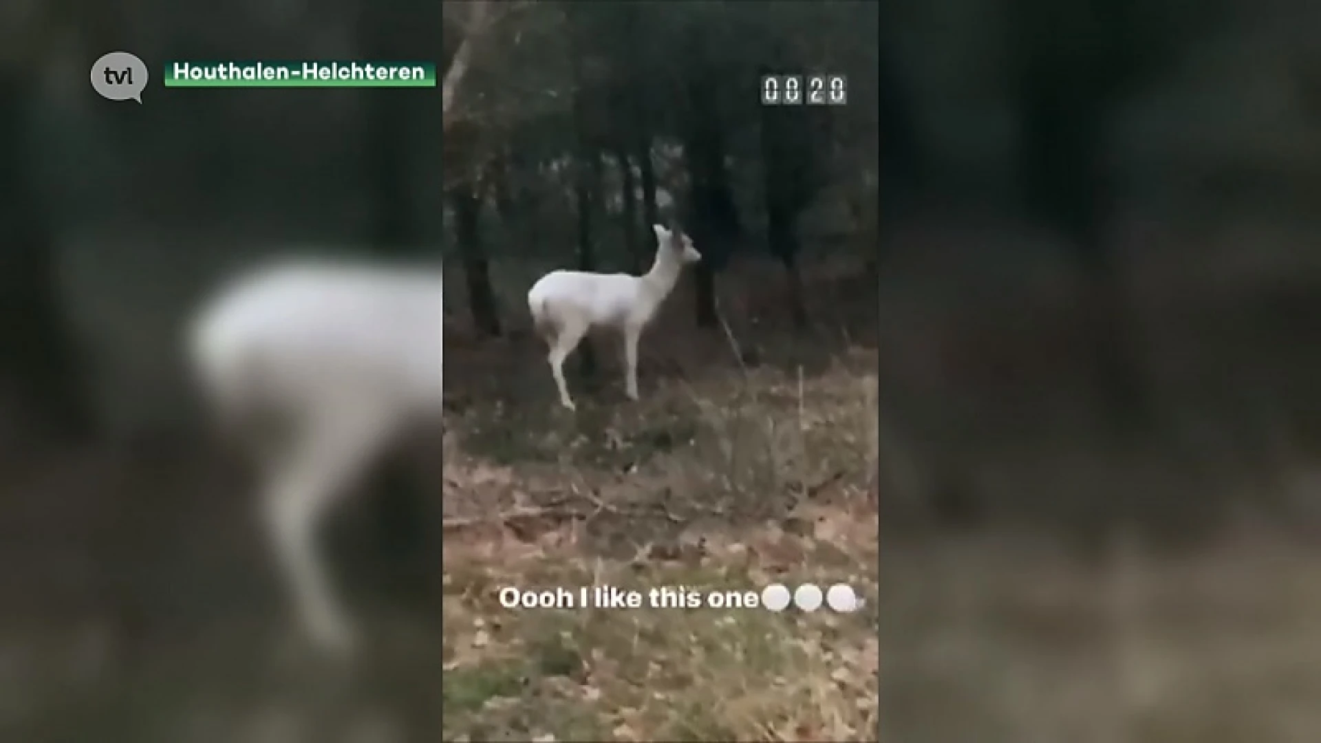 Natuurhulpcentrum op zoek naar wit damhert in de buurt van Molenheide