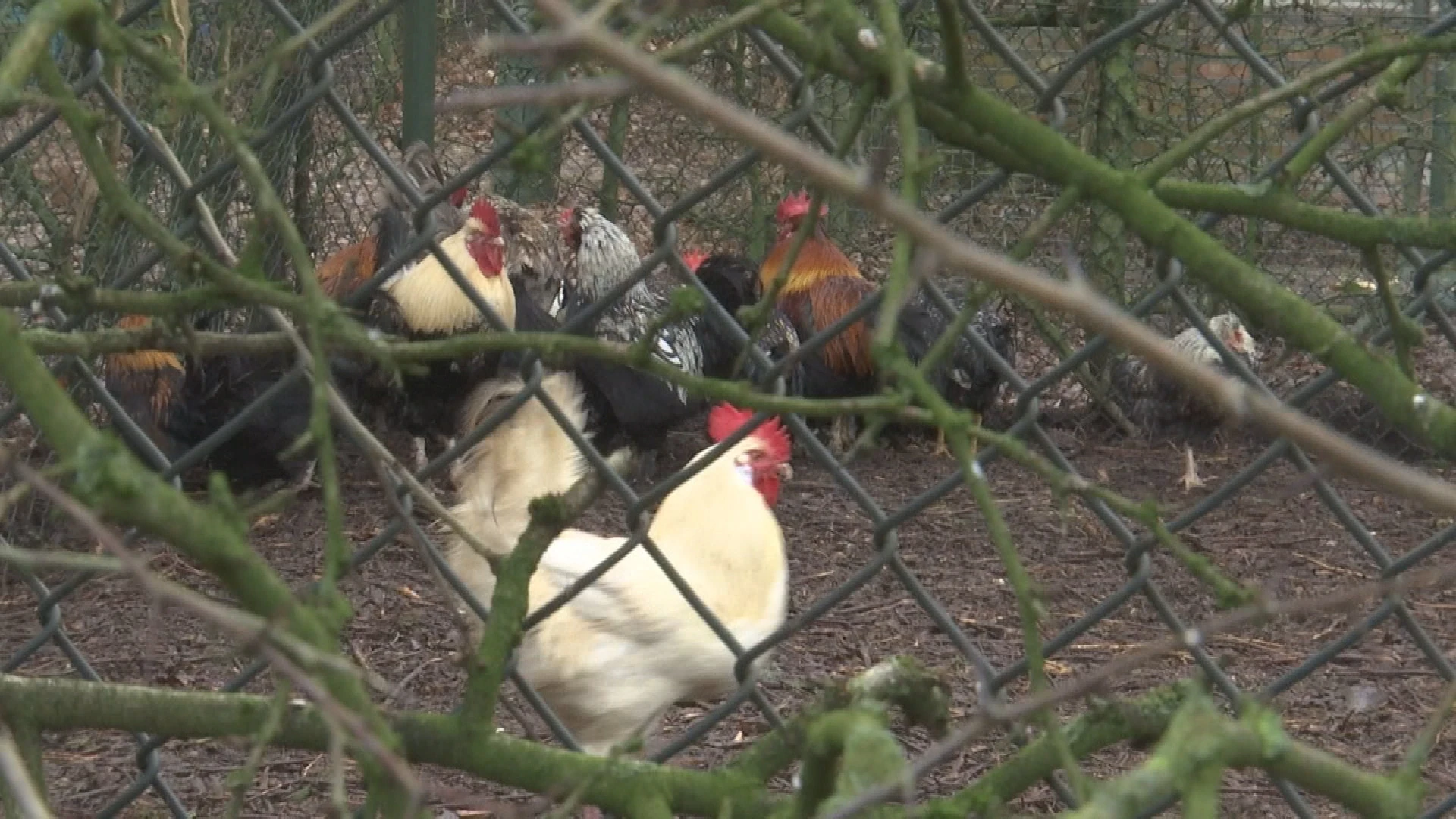 "Hanenkweker" uit Hoeselt veroordeeld tot 8.000 euro boete voor hanengevecht