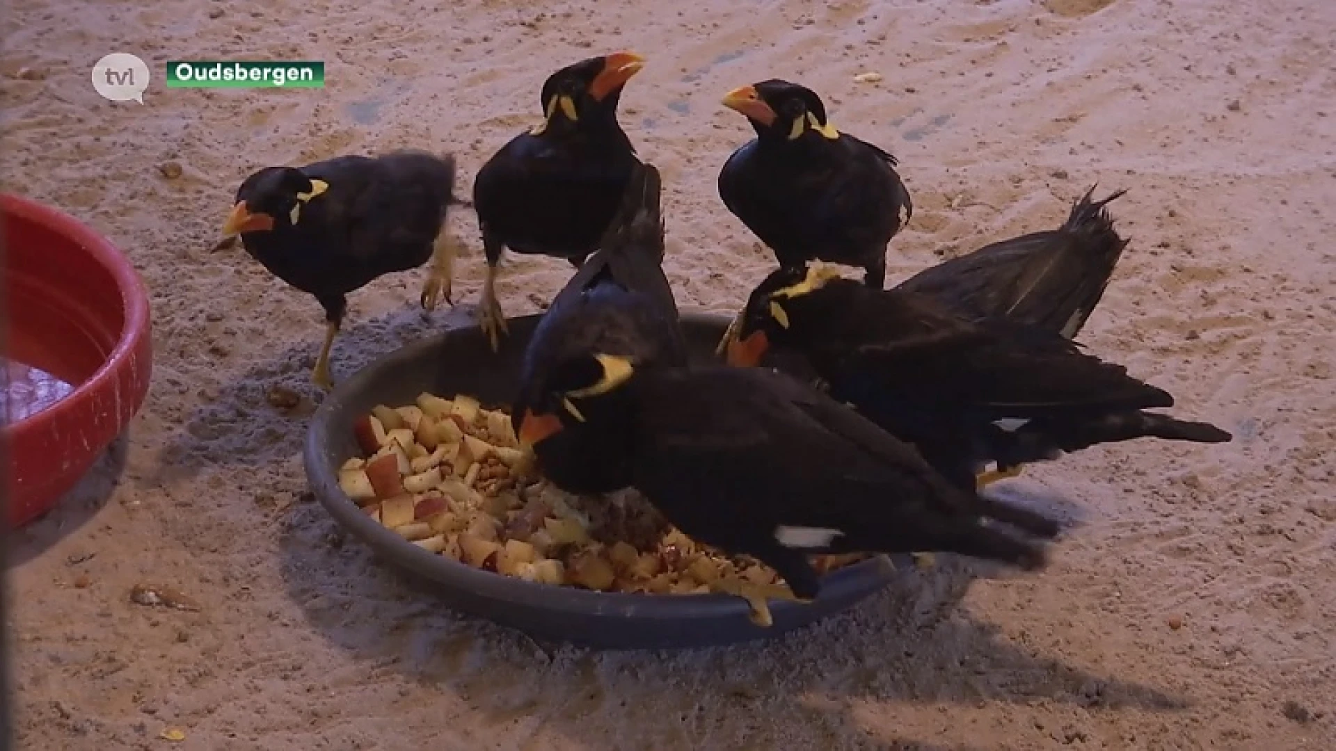 Natuurhulpcentrum vangt illegale exotische vogels op