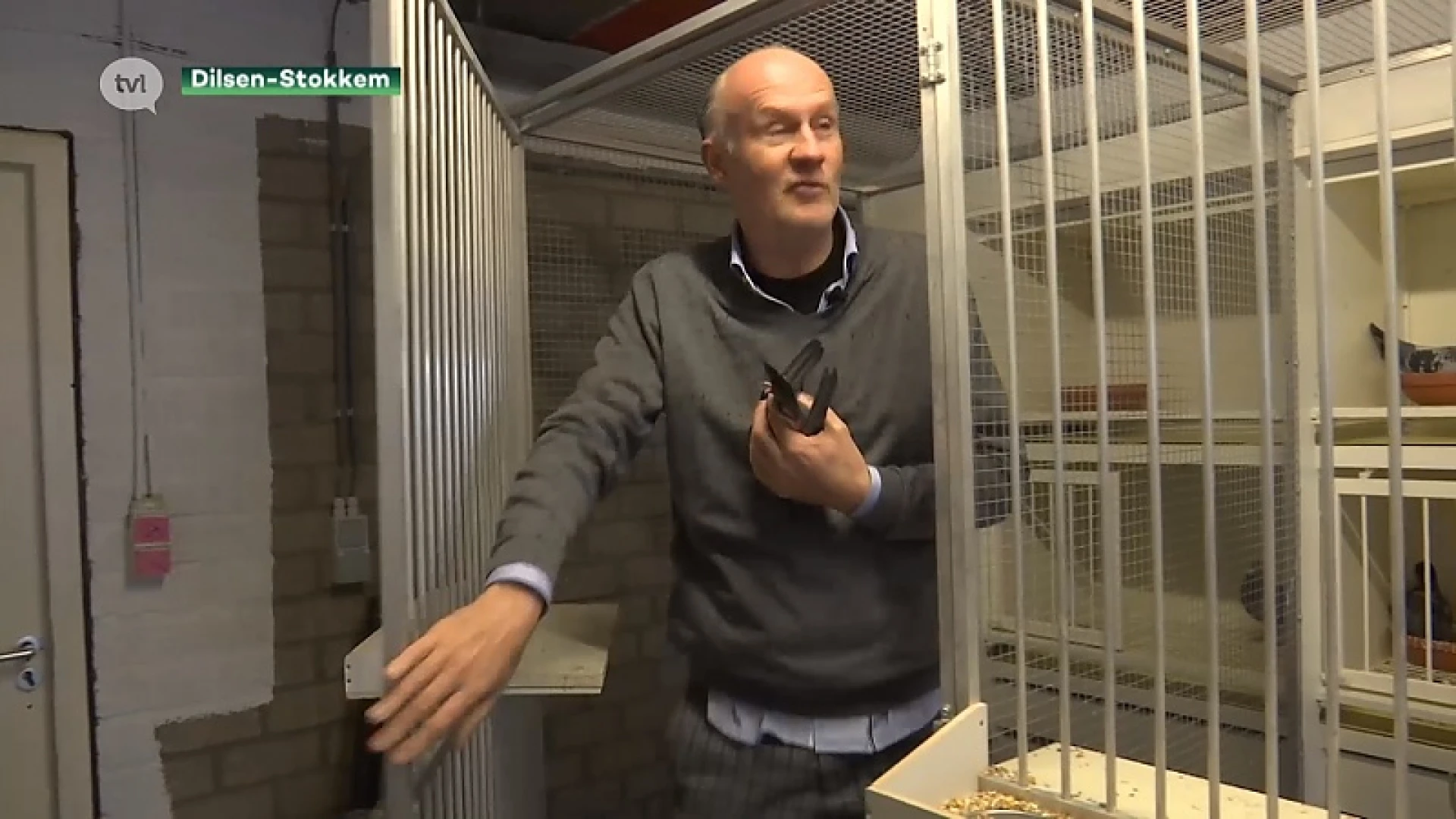 Duivenmelkers willen minder roofvogels in Limburg