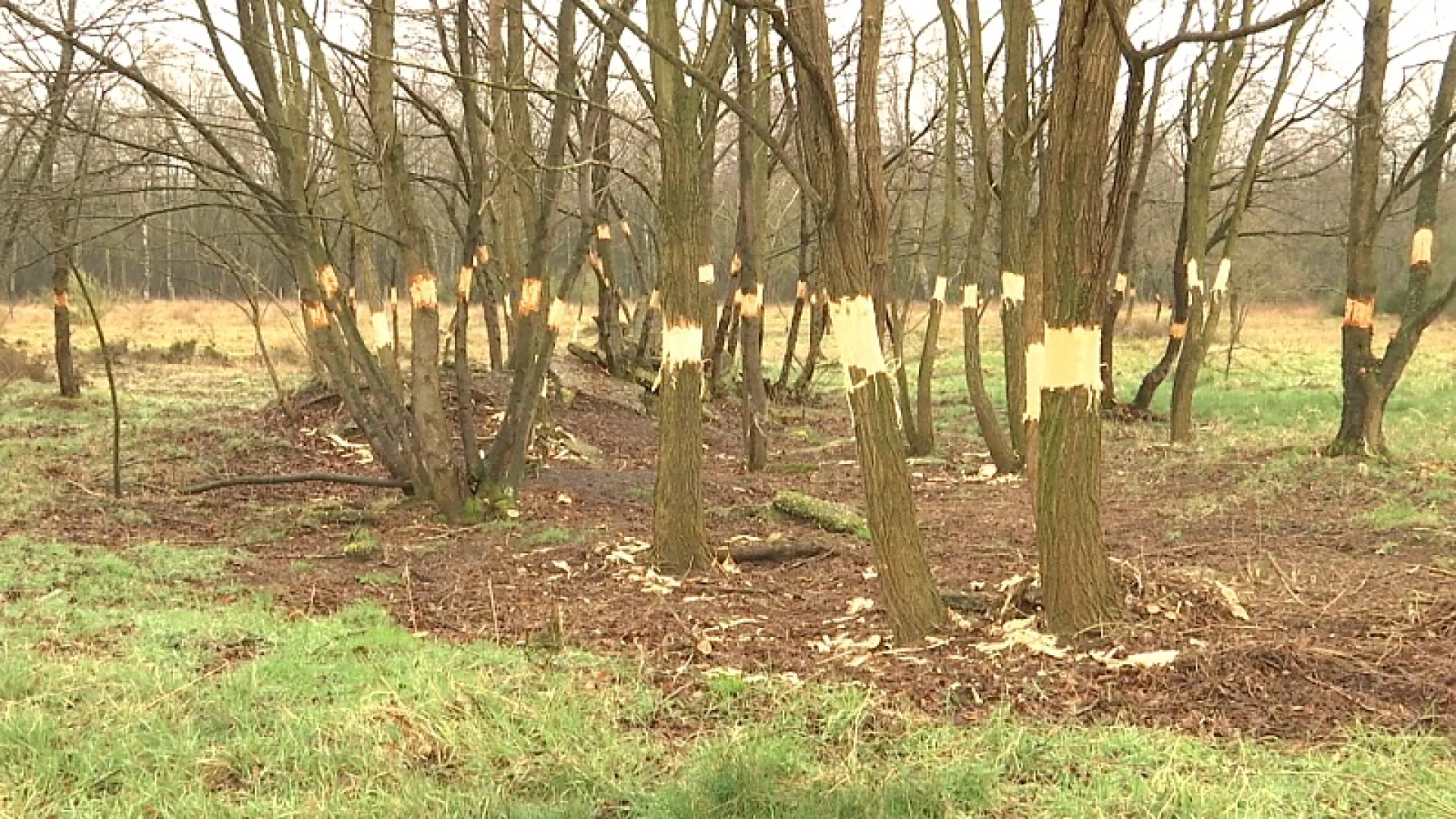 Genk pakt Amerikaanse vogelkers aan met verwijderen schors