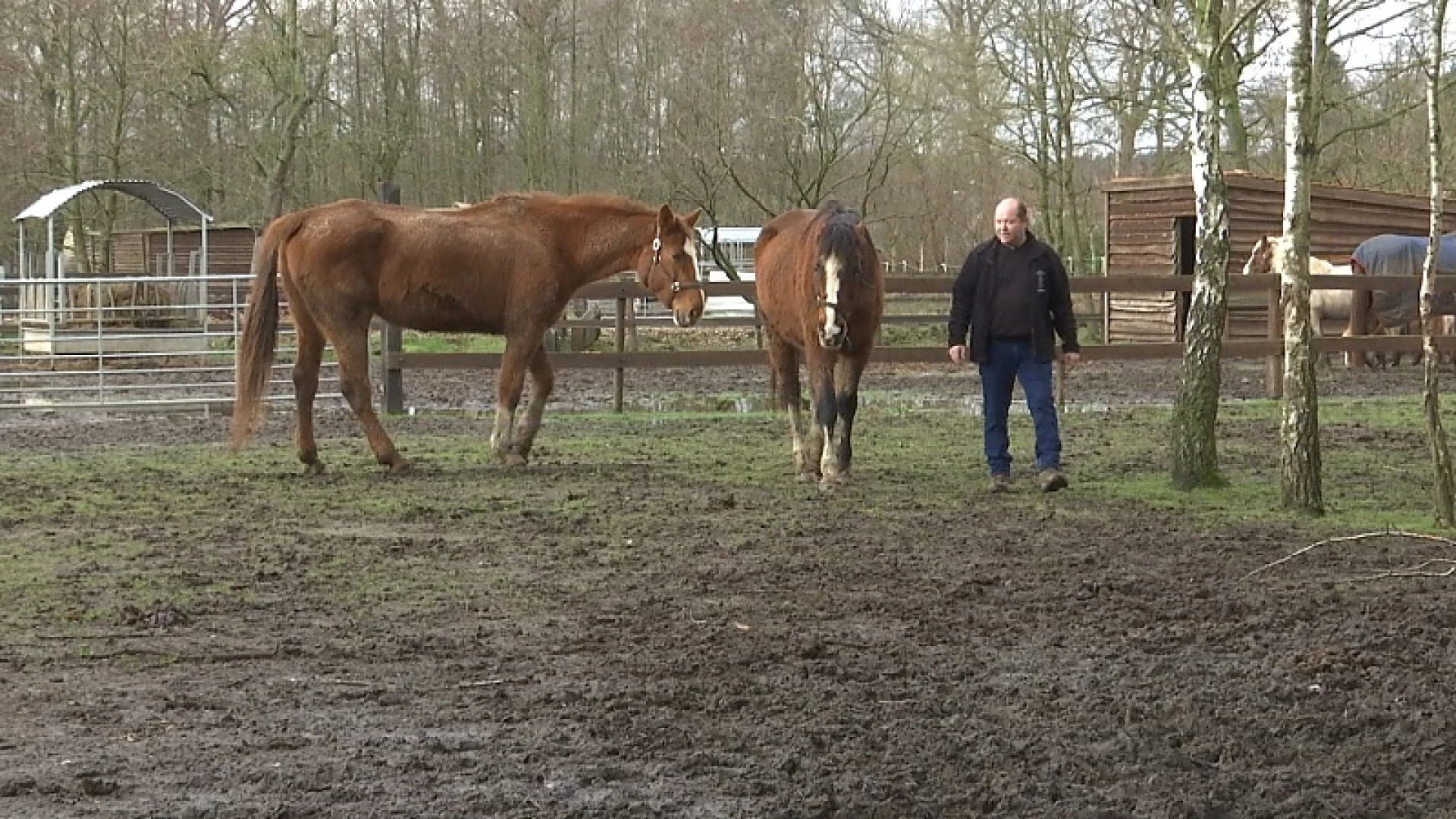 Vogel- en Zoogdierenopvangcentrum vangt 40 paarden op