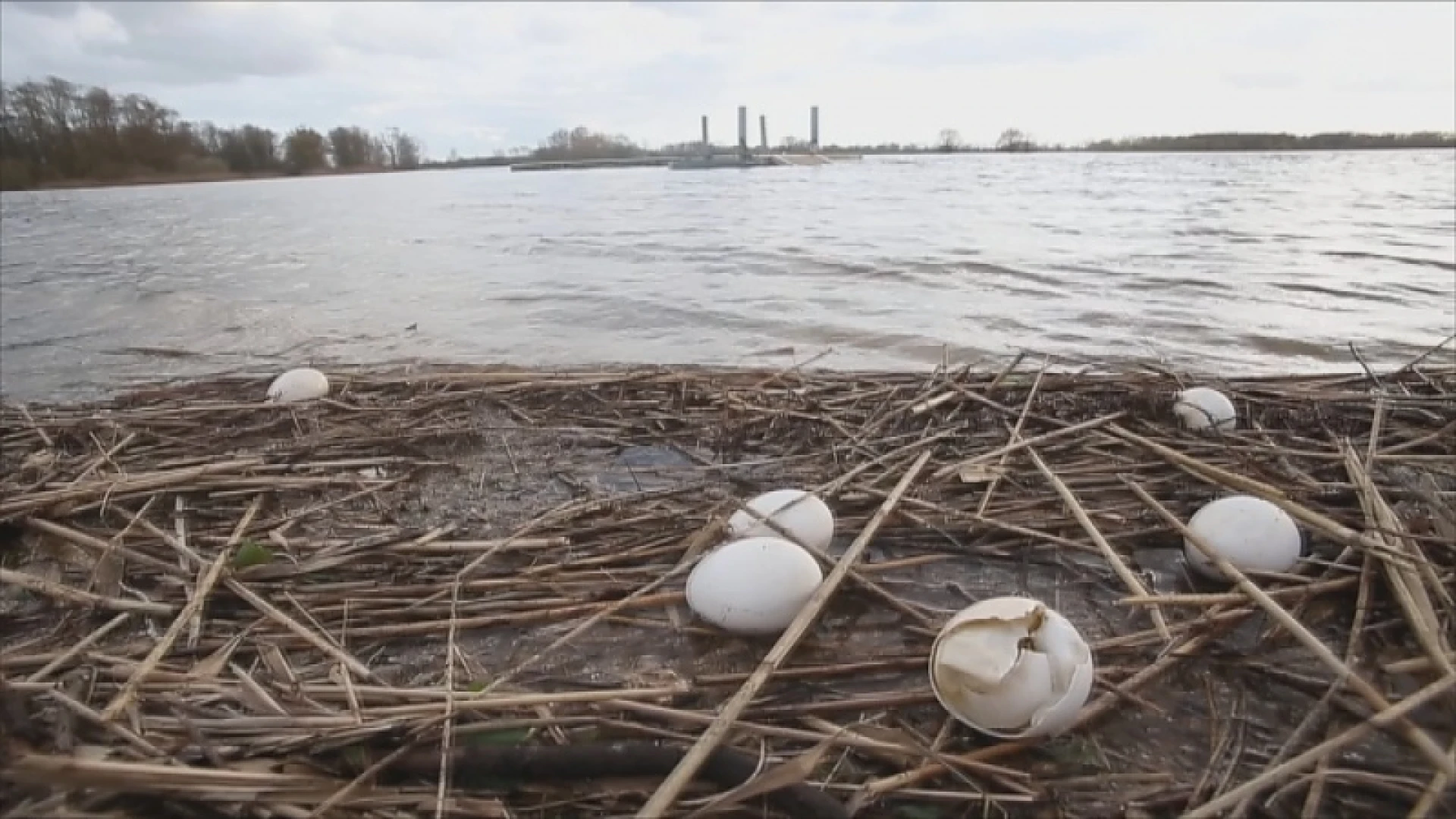Oevers Schulensmeer overspoeld door ganzeneieren