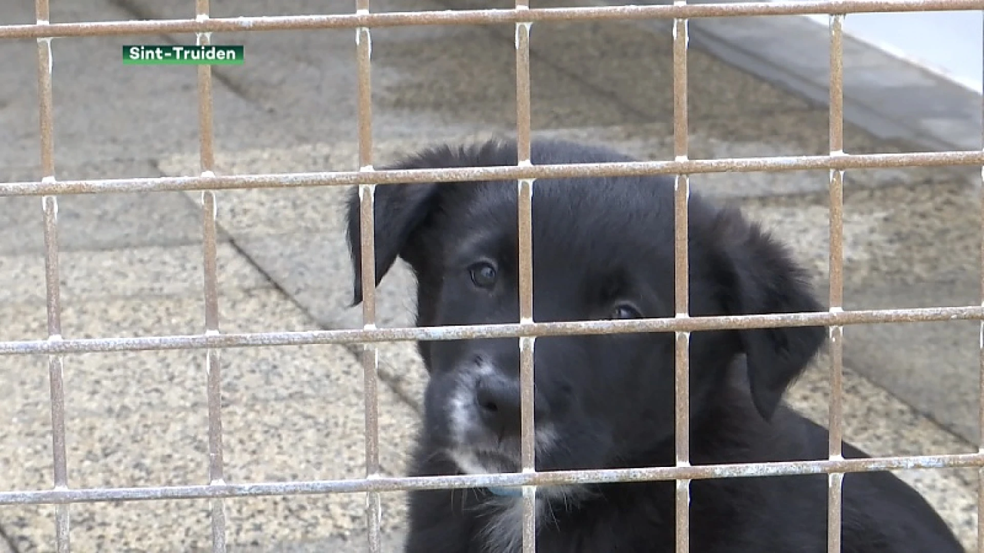 Goed nieuws voor dierenasielen: vrijwilligers weer welkom