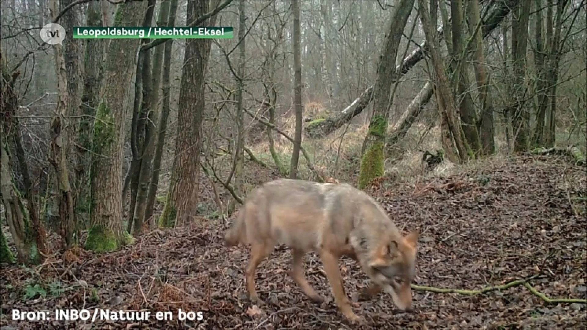 Limburgse wolf gespot aan Kamperbaan in Hechtel