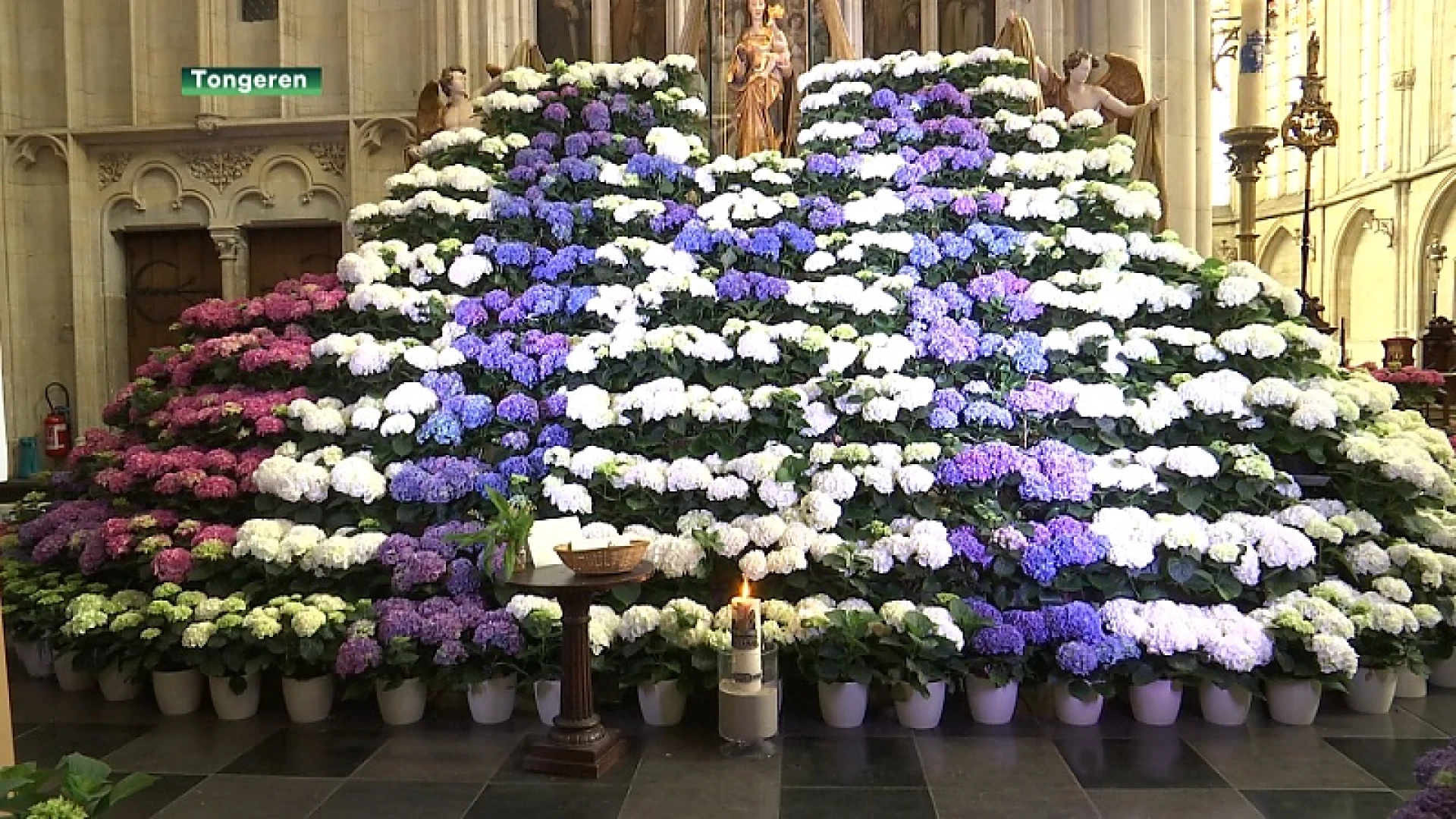 Tongenaren doneren massaal bloemen om basiliek te versieren