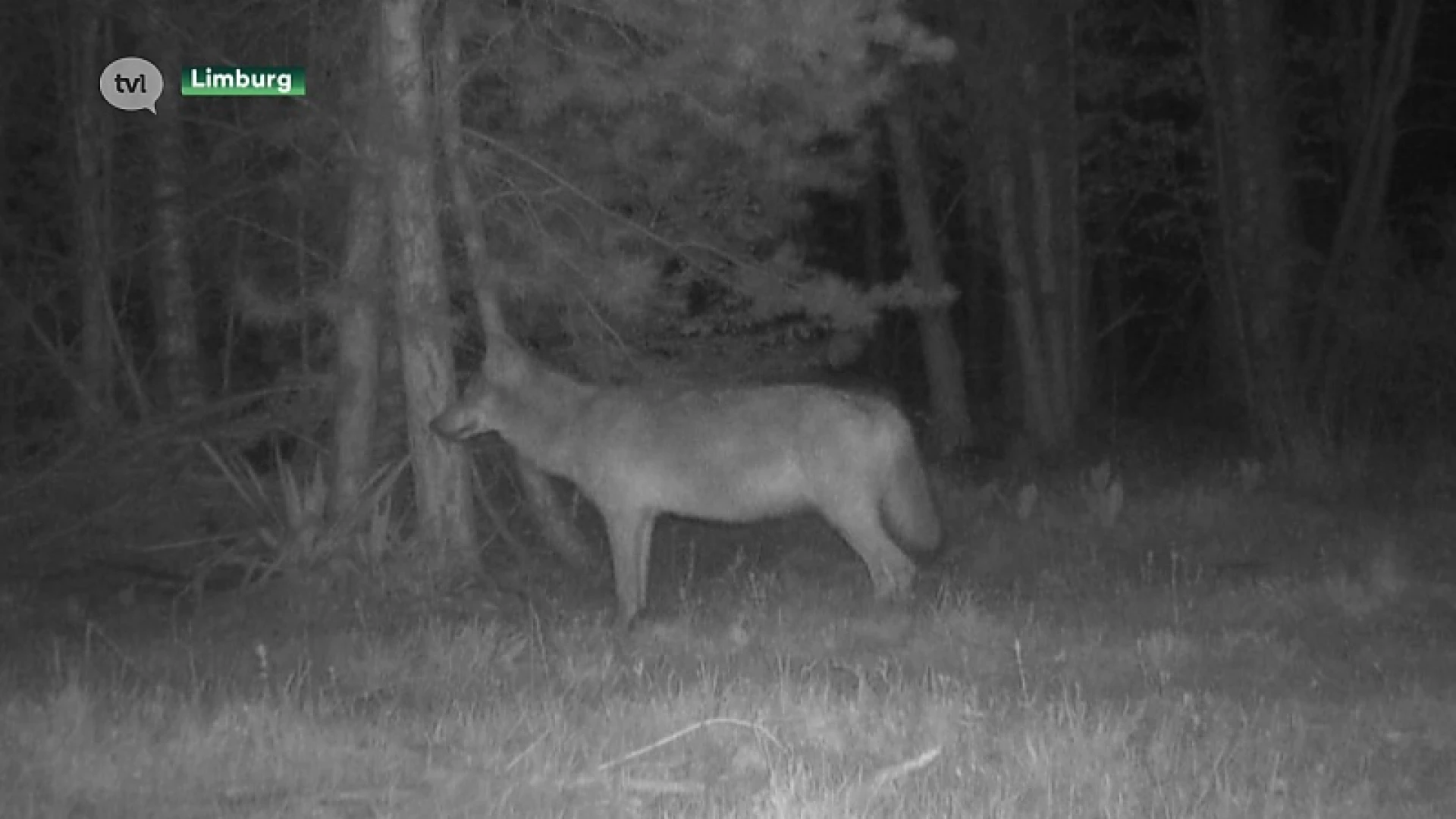 BREAKING. Wolvin Noëlla heeft geworpen: opnieuw wolvenwelpjes in Limburg