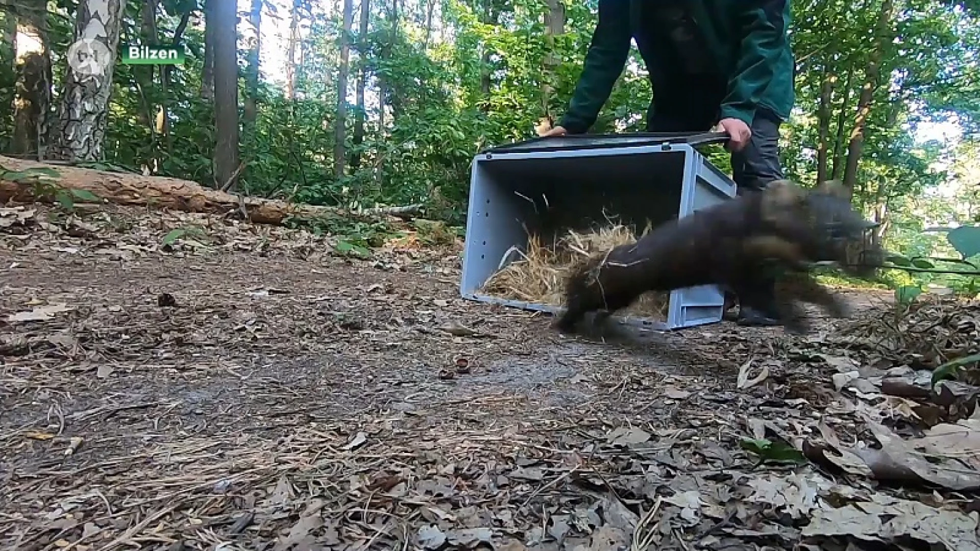 Natuurhulpcentrum zet voor het eerst een boommarter terug in de natuur