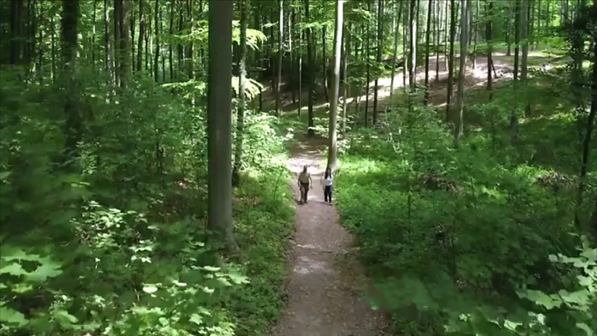 Gemeenten moeten gemiddeld 2,5 hectare meer bos aanleggen