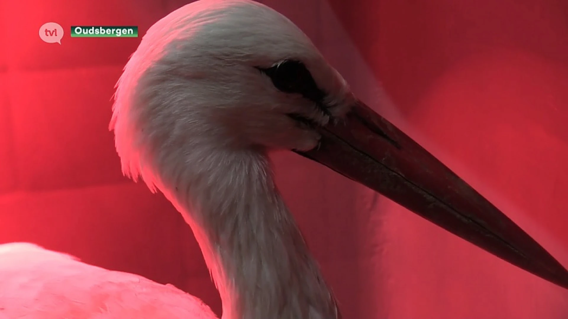 Natuurhulpcentrum redt twee gestrande ooievaars