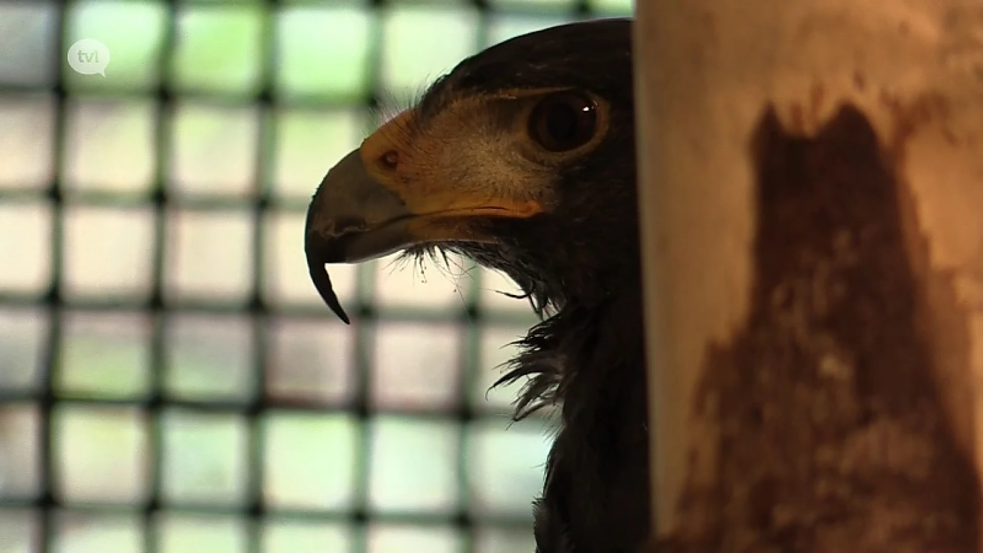 Natuurhulpcentrum vangt woestijnbuizerd die kinderen aanvalt op speelplaats Neeroeteren