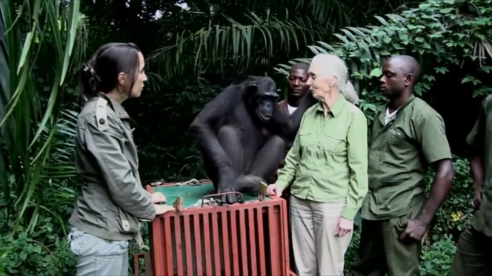 Ere-doctor UHasselt Jane Goodall: "Klimaatopwarming nog grotere bedreiging dan coronavirus"