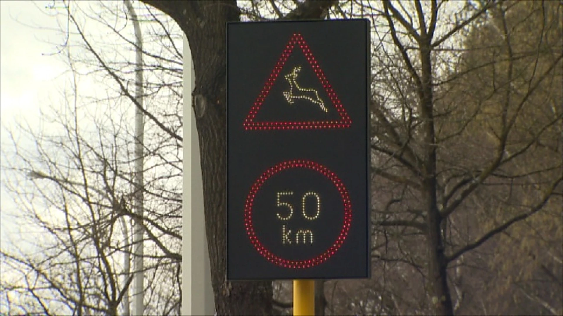 N76 in Oudsbergen krijgt wilddetectiesysteem na vele aanrijdingen met wild