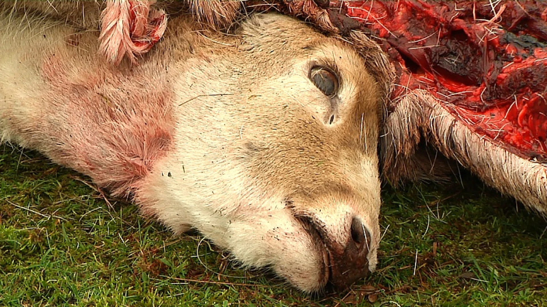 Wolf slaat opnieuw toe: damhert doodgebeten in Peer