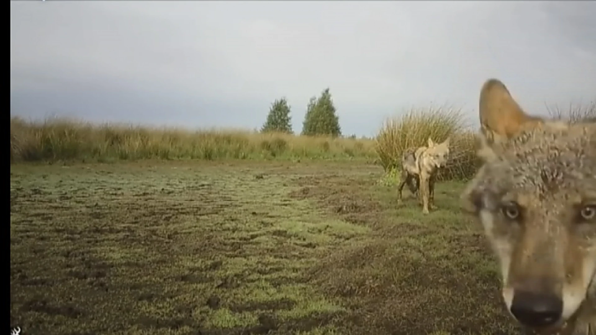 Noëlla en August kregen niet vier, maar vijf welpen, aangereden wolf nog in leven