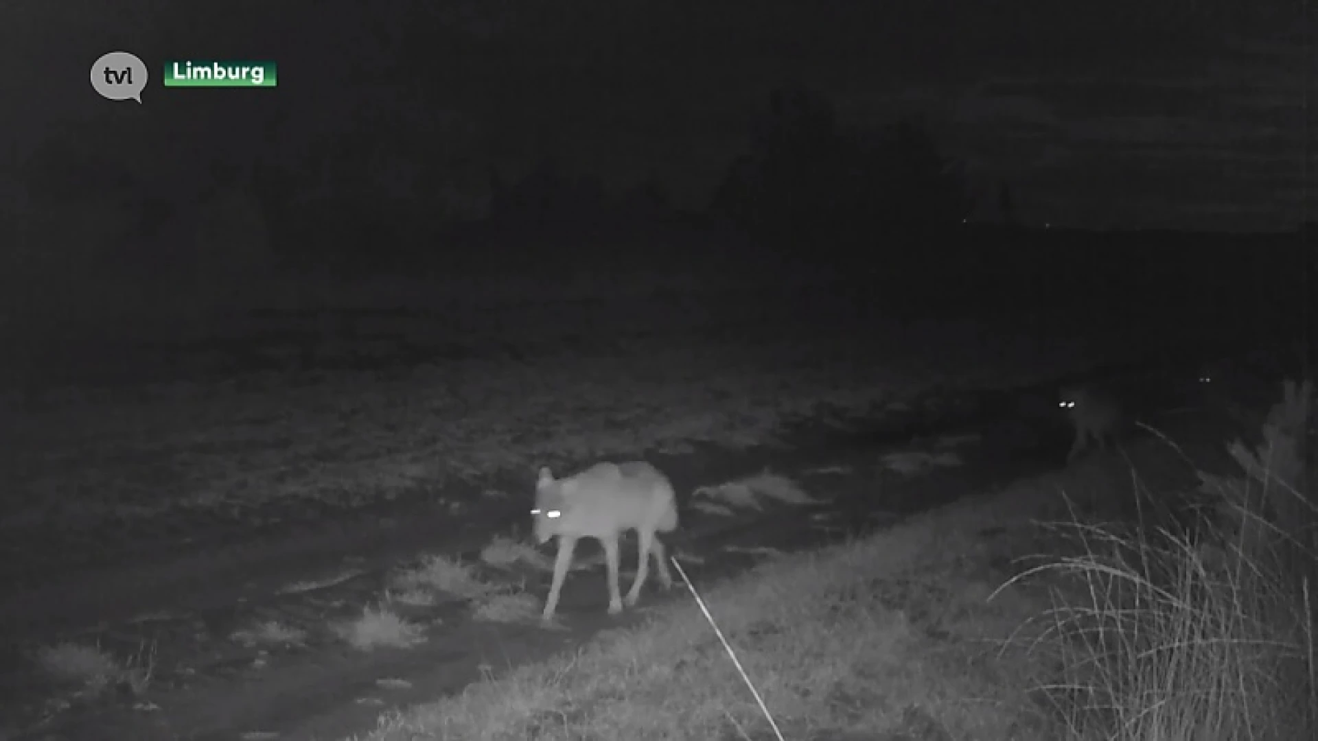 Noëlla en August kregen vijf welpen, aangereden wolf nog in leven