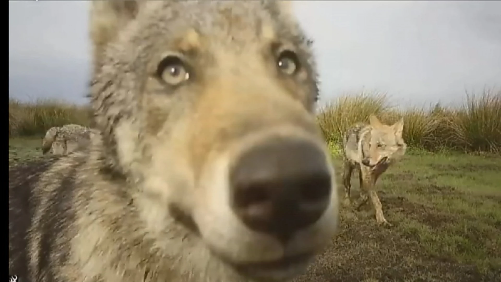 Het Jaar van de Wolf zondag live op TV Limburg