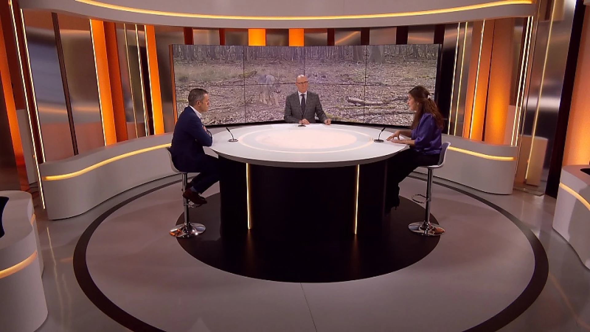 Zuhal Demir: "Nog twee jaar om dieren te beschermen tegen wolf, daarna vervalt schadevergoeding"