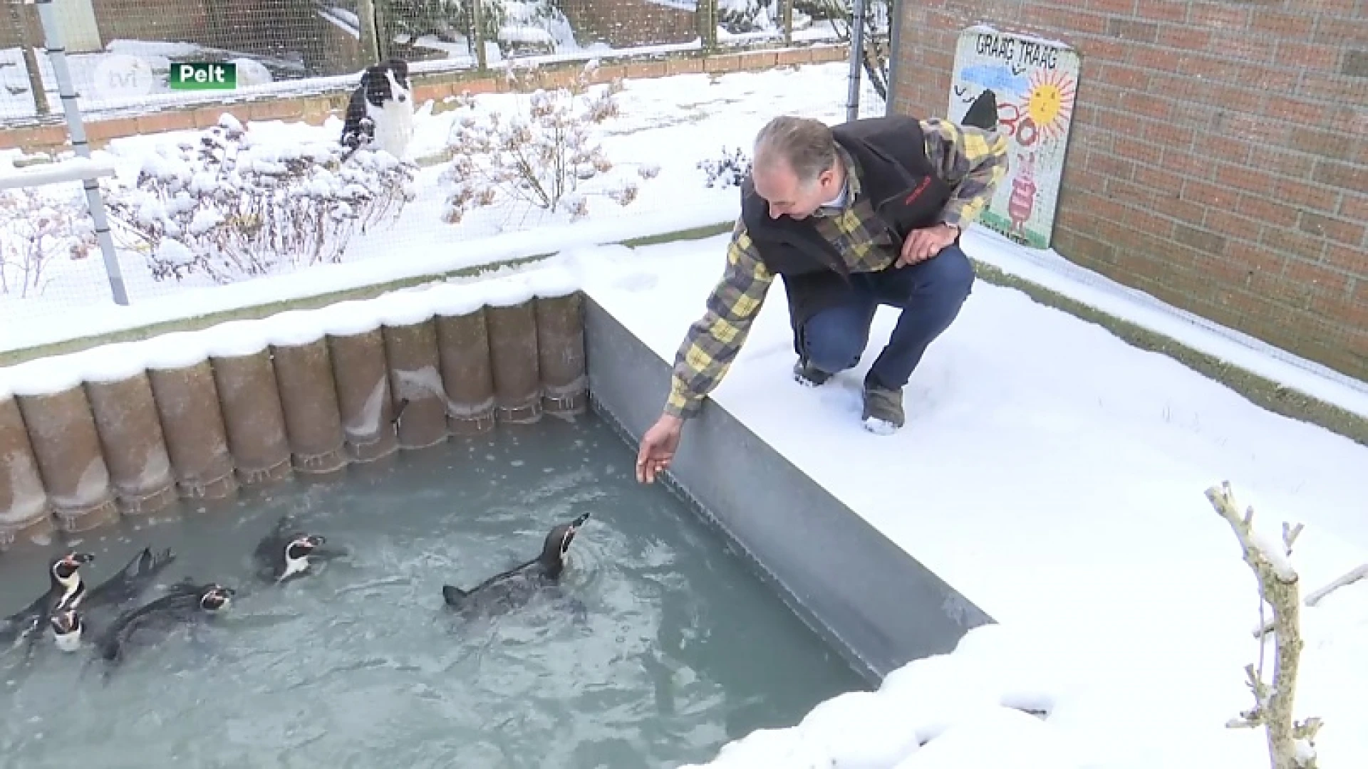 Pinguïns op weg naar China logeren in Overpelt