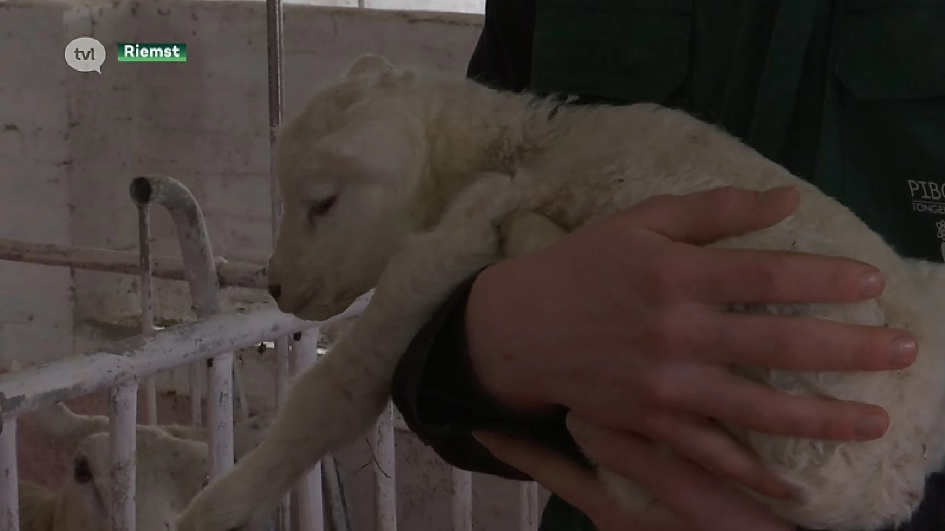 Zesling geboren bij schaaphouders in Riemst