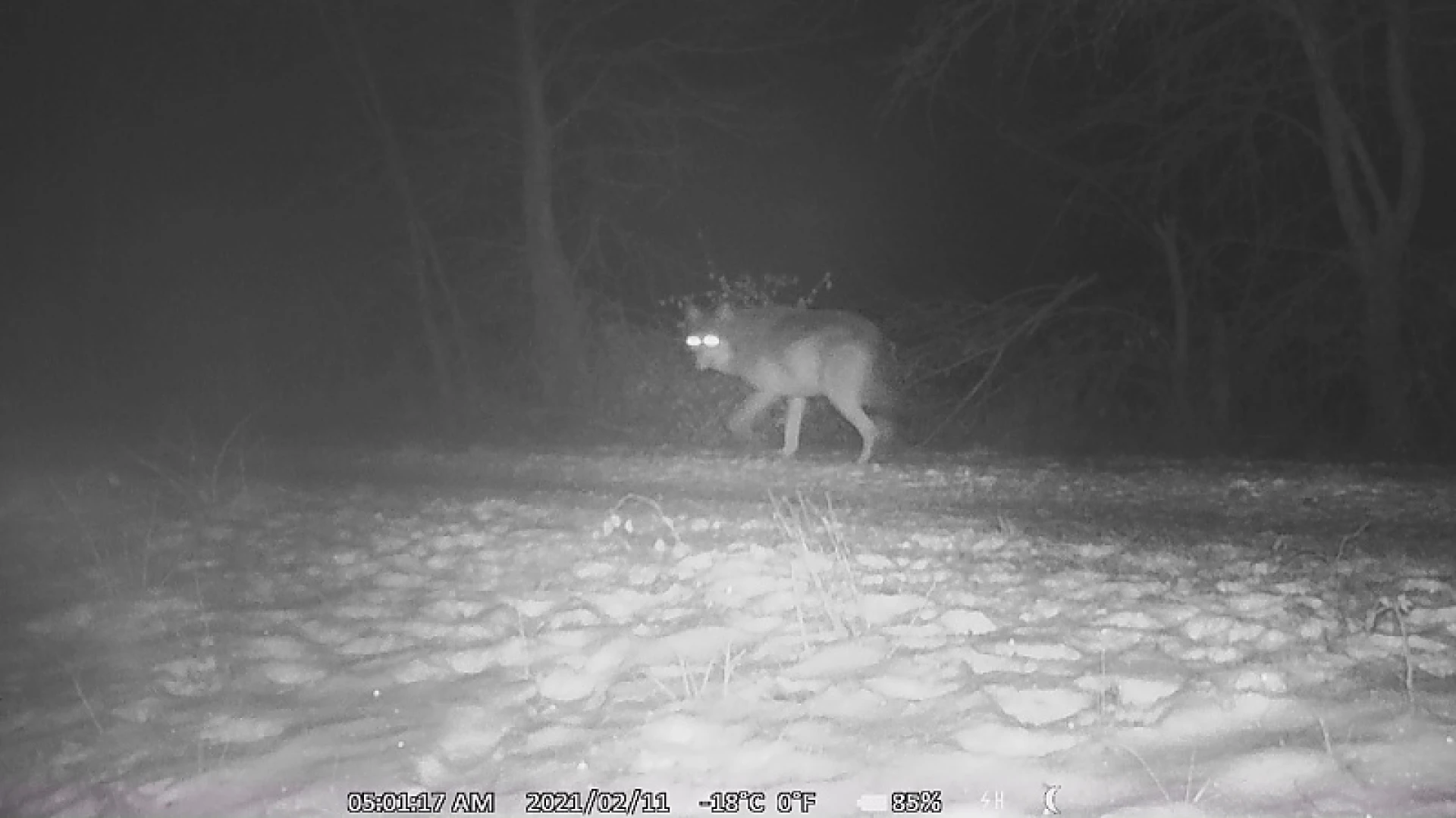 Limburgse wolven op stap in Nederland