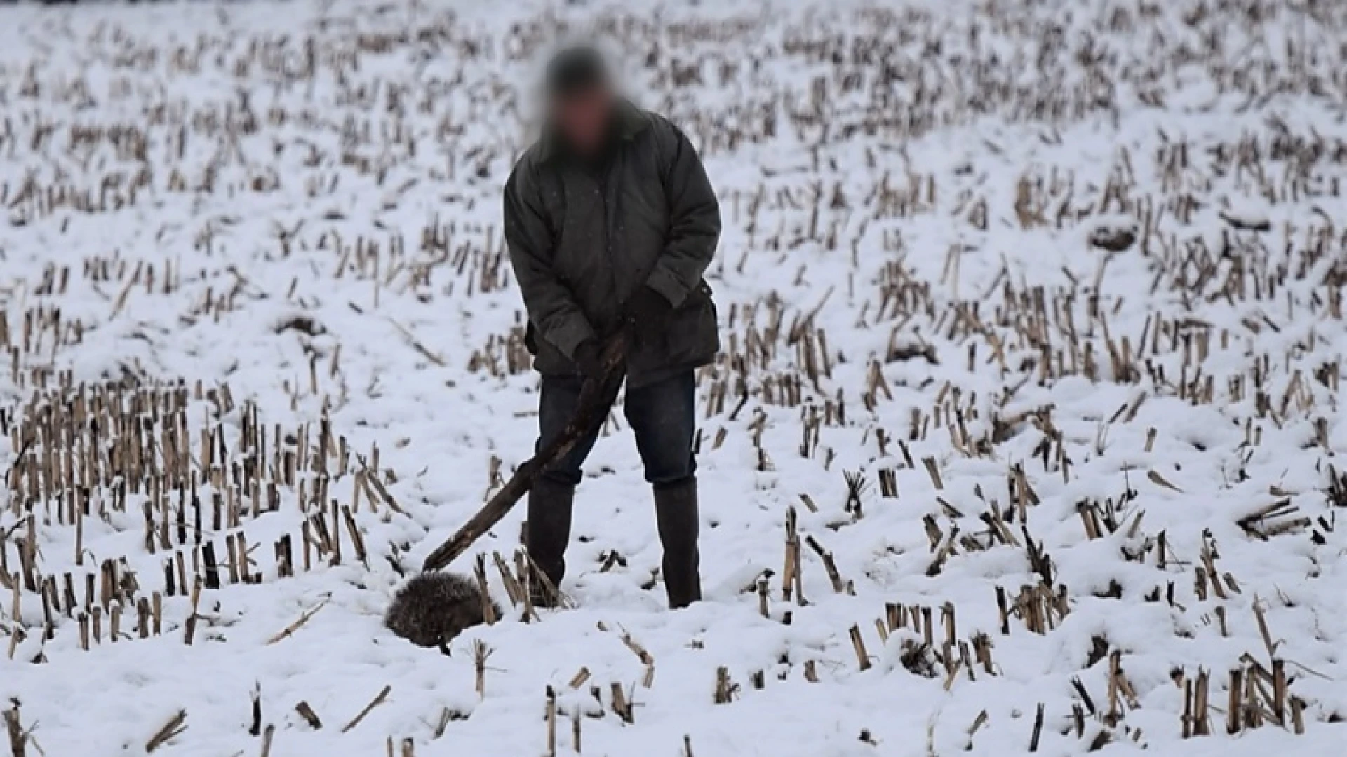 Natuurverenigingen dienen klacht in bij parket voor het doodknuppelen van das in Alken