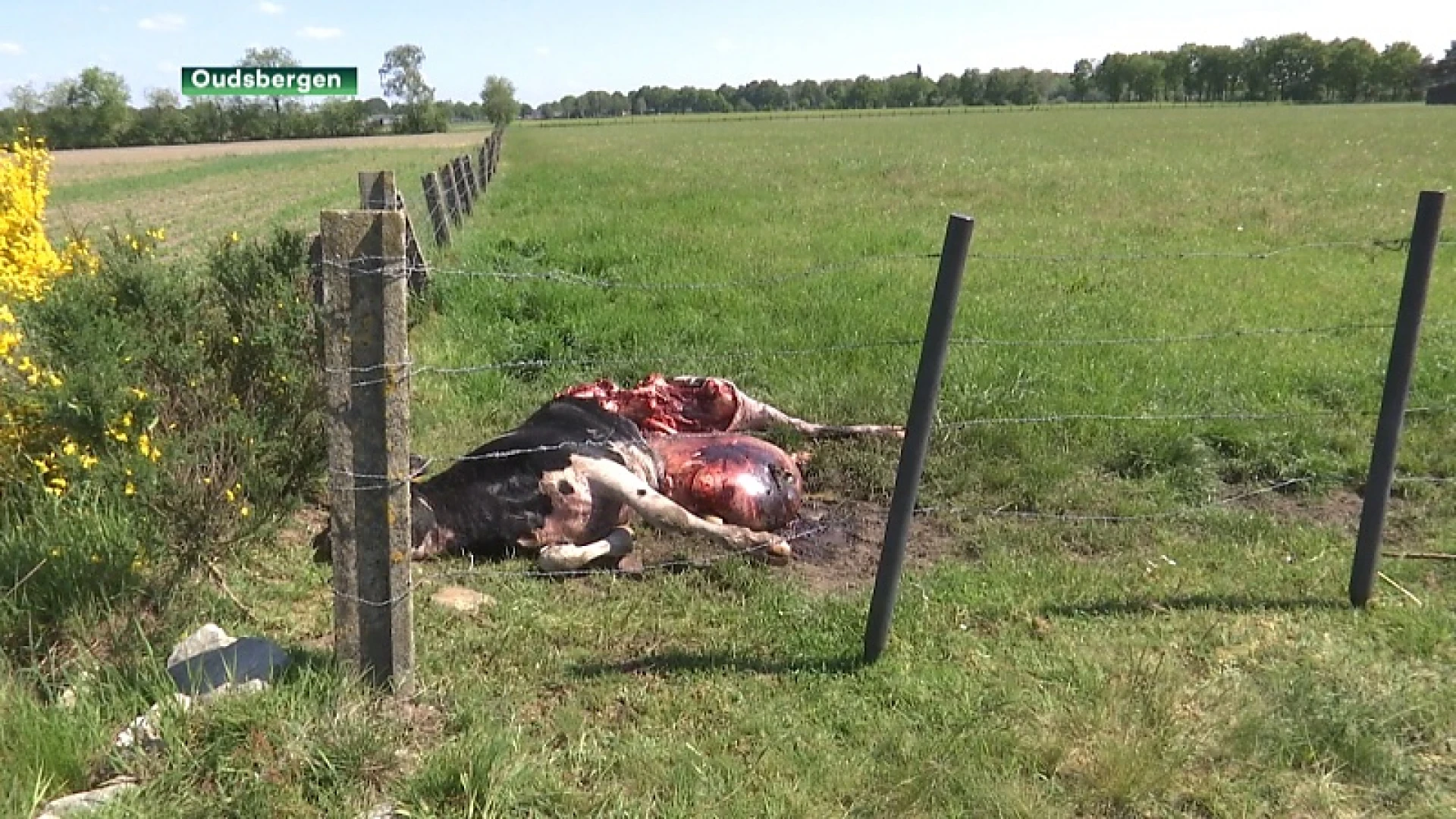 Wolf bijt koe dood in Oudsbergen