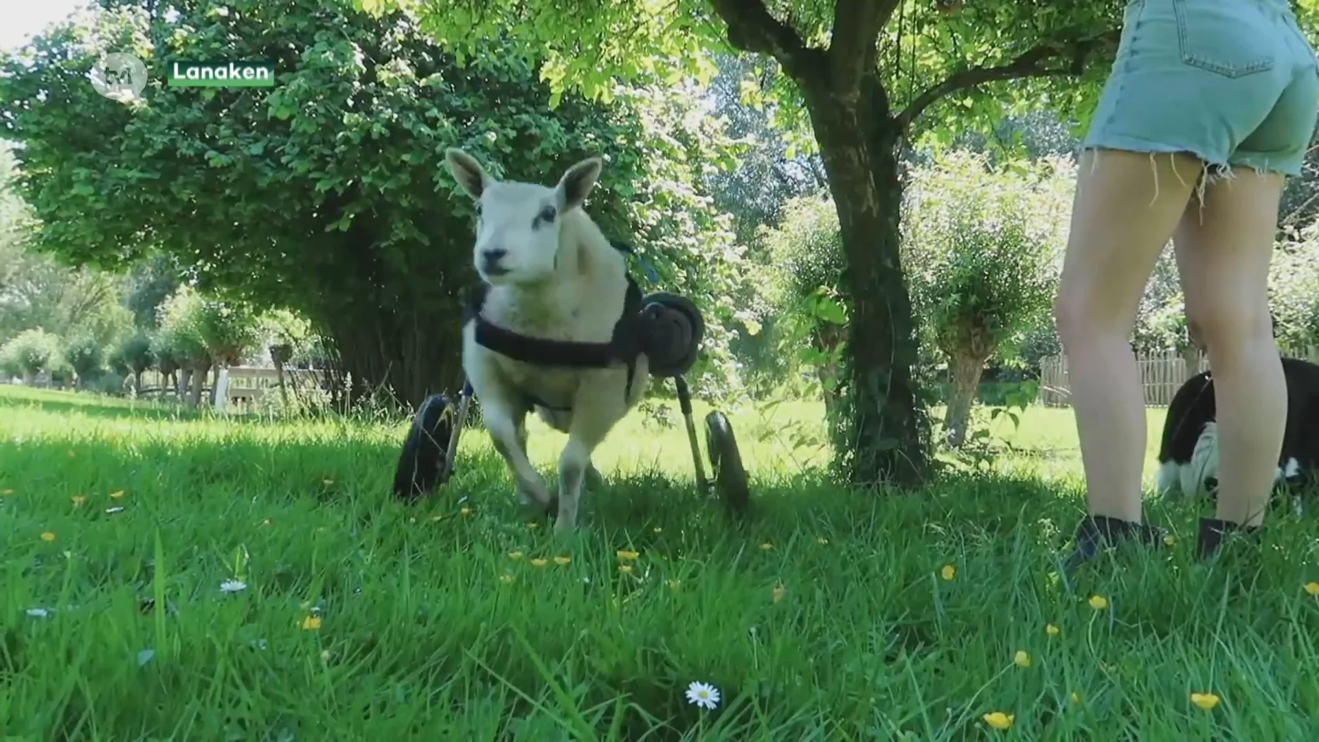 Schaap Bowie krijgt rolstoel na reportage op TVL
