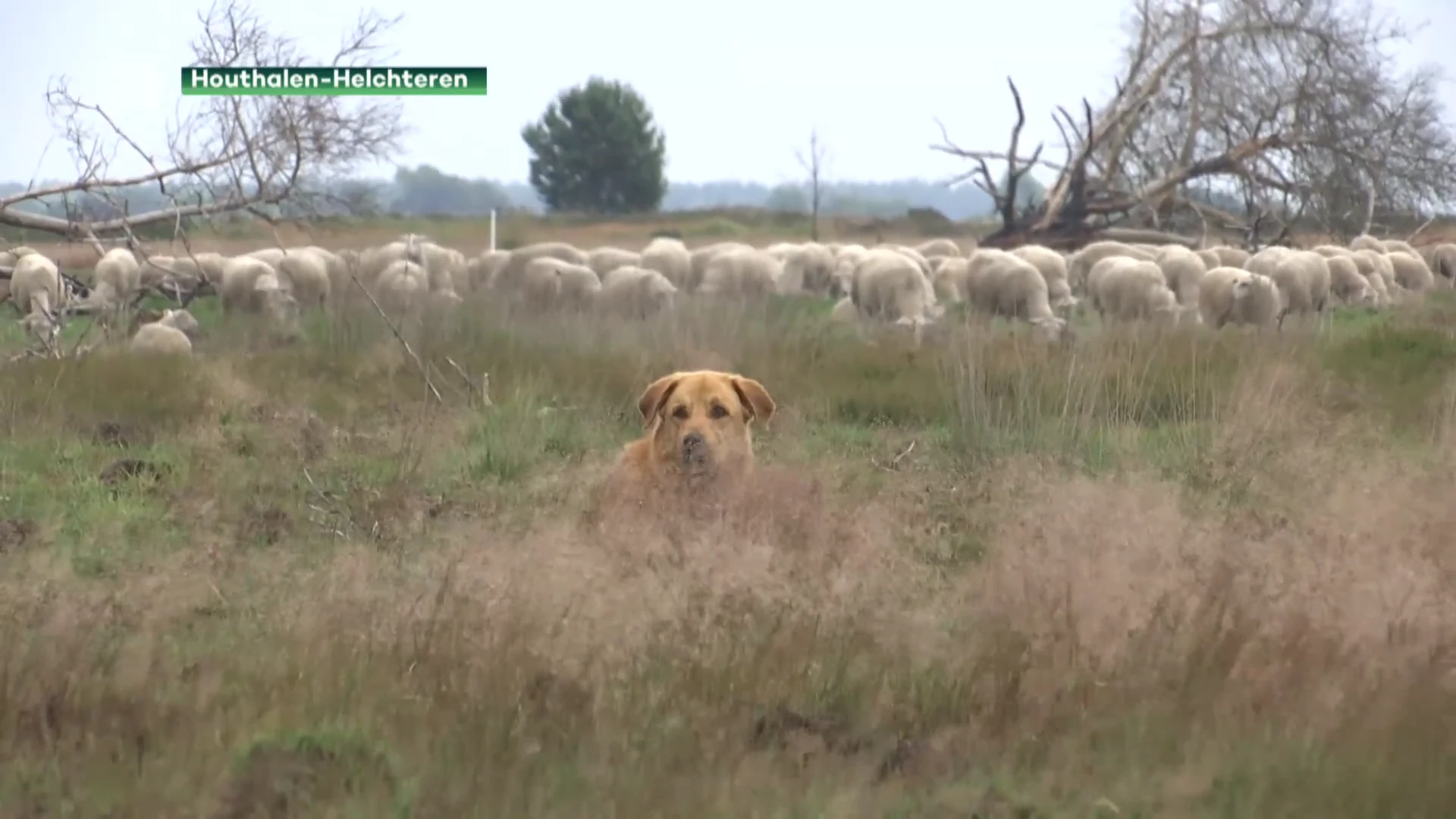 Wolf bijt op klaarlichte dag schapen dood onder oog van herder