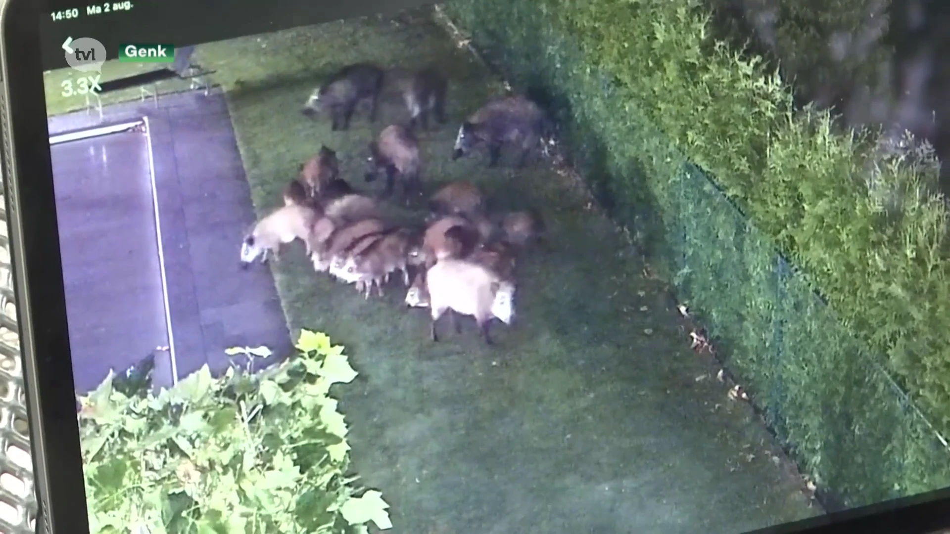 Bewakingscamera filmt 20 evers in Genkse tuin