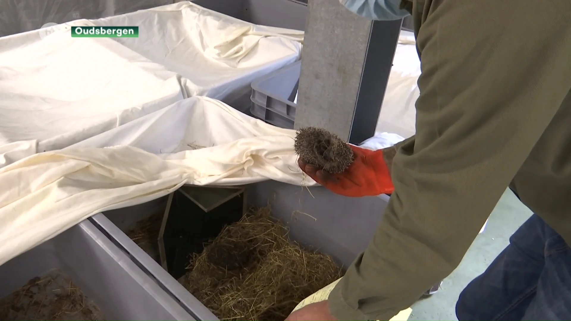 Natuurhulpcentrum overspoeld met zieke egels