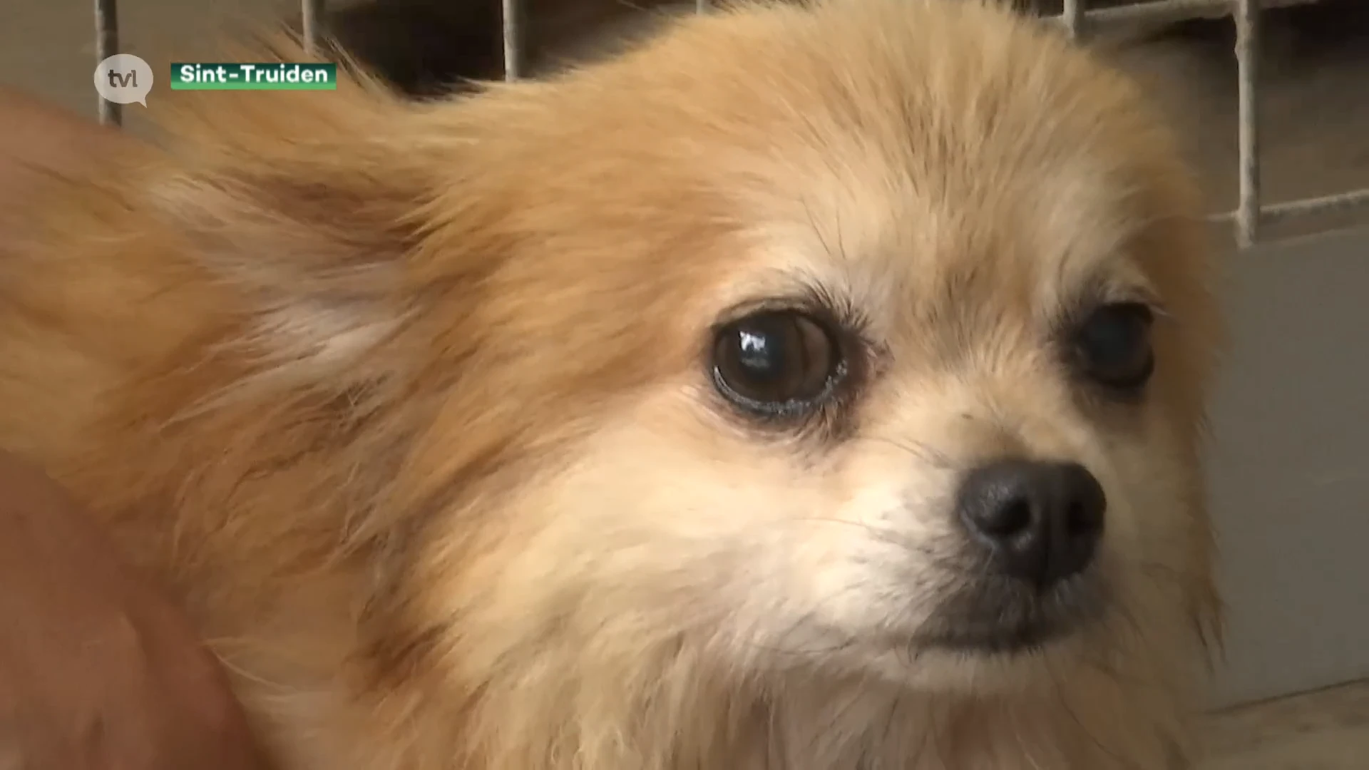 Dierenasiel Sint-Truiden overstelpt met coronapups