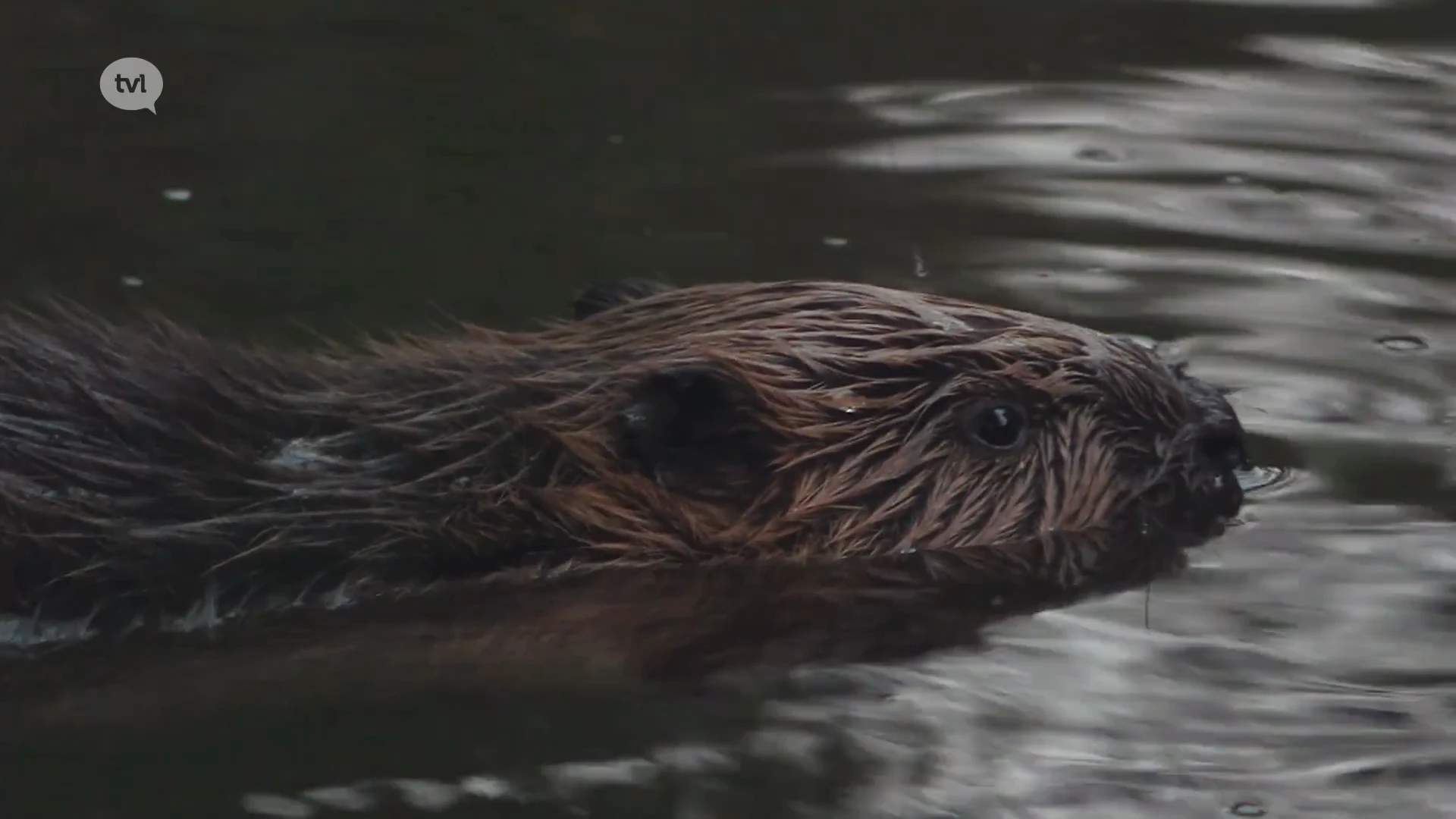 Wild van Limburg (deel 6): Bever