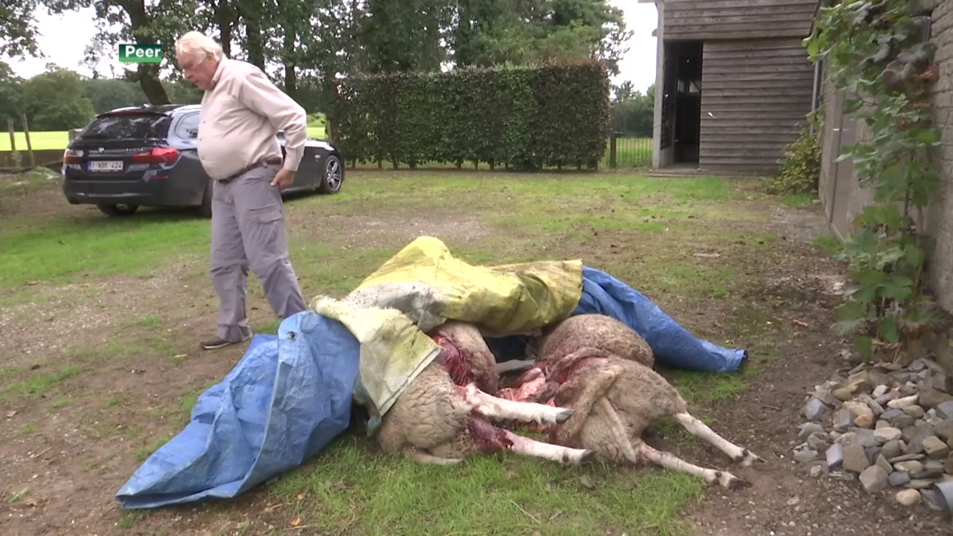 Peerse schepen na nieuwe wolvenkill: "Draagvlak voor wolf wordt kleiner, heel wat Perenaren zijn ongerust"