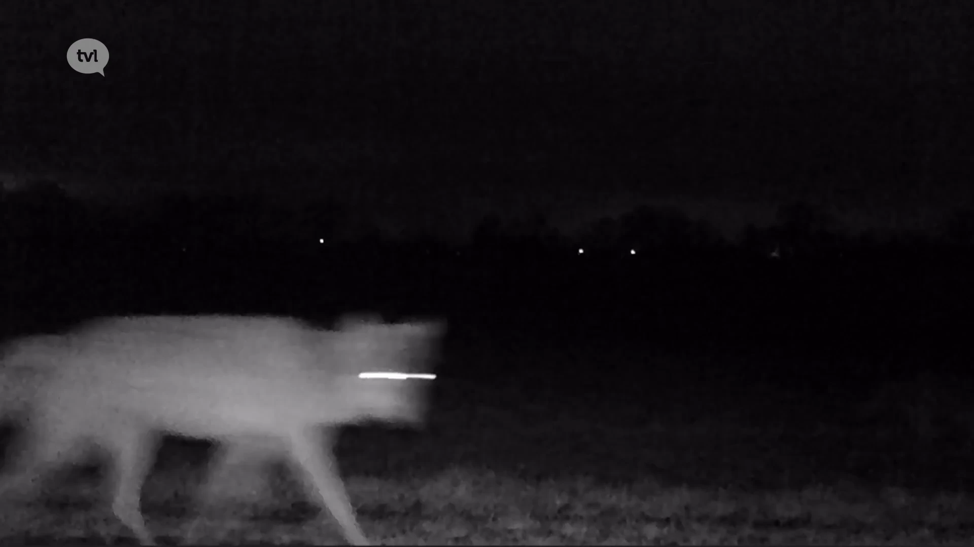 Wild van Limburg: Limburgse wolf is geen probleemwolf